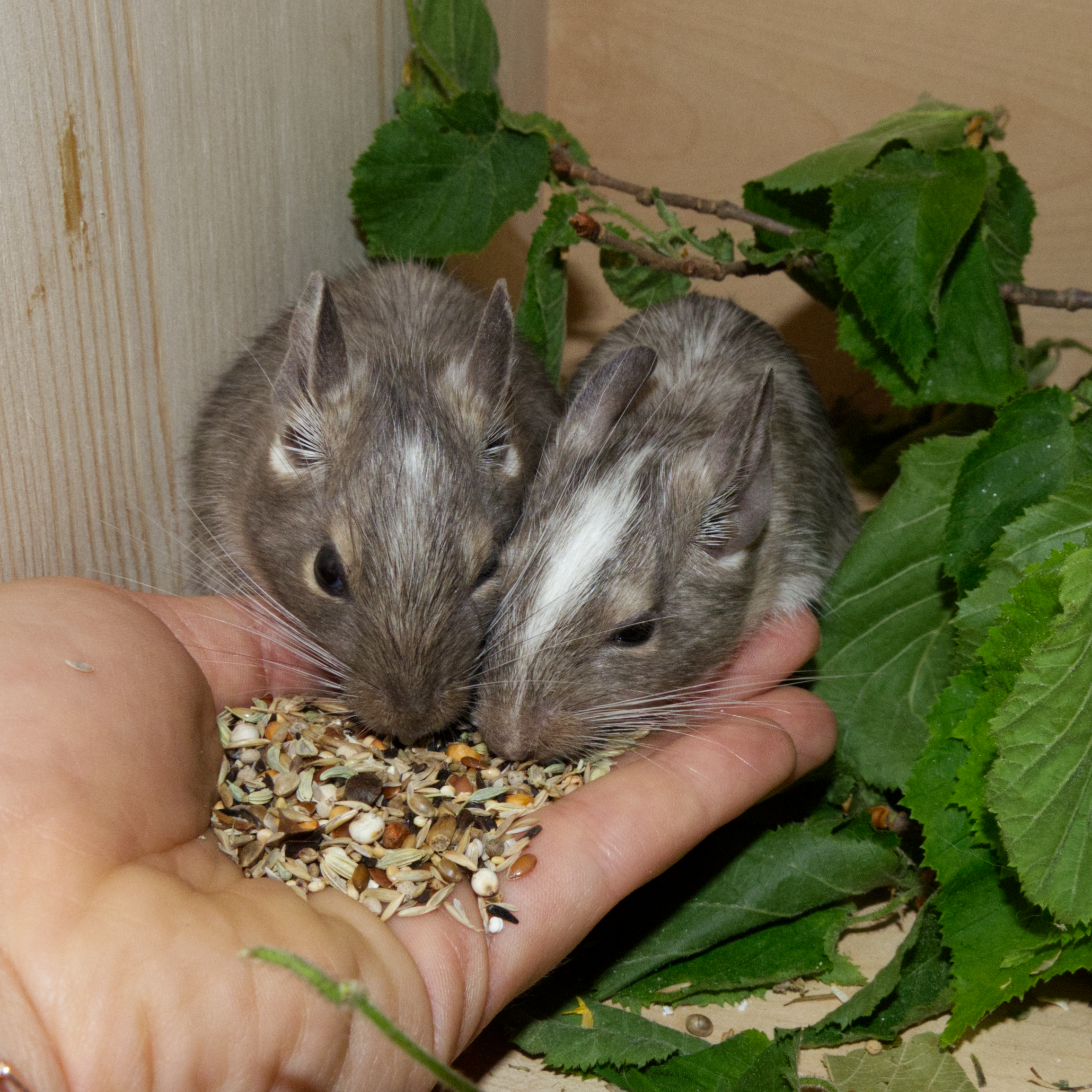 Degu-3 Degu SaatenMIX