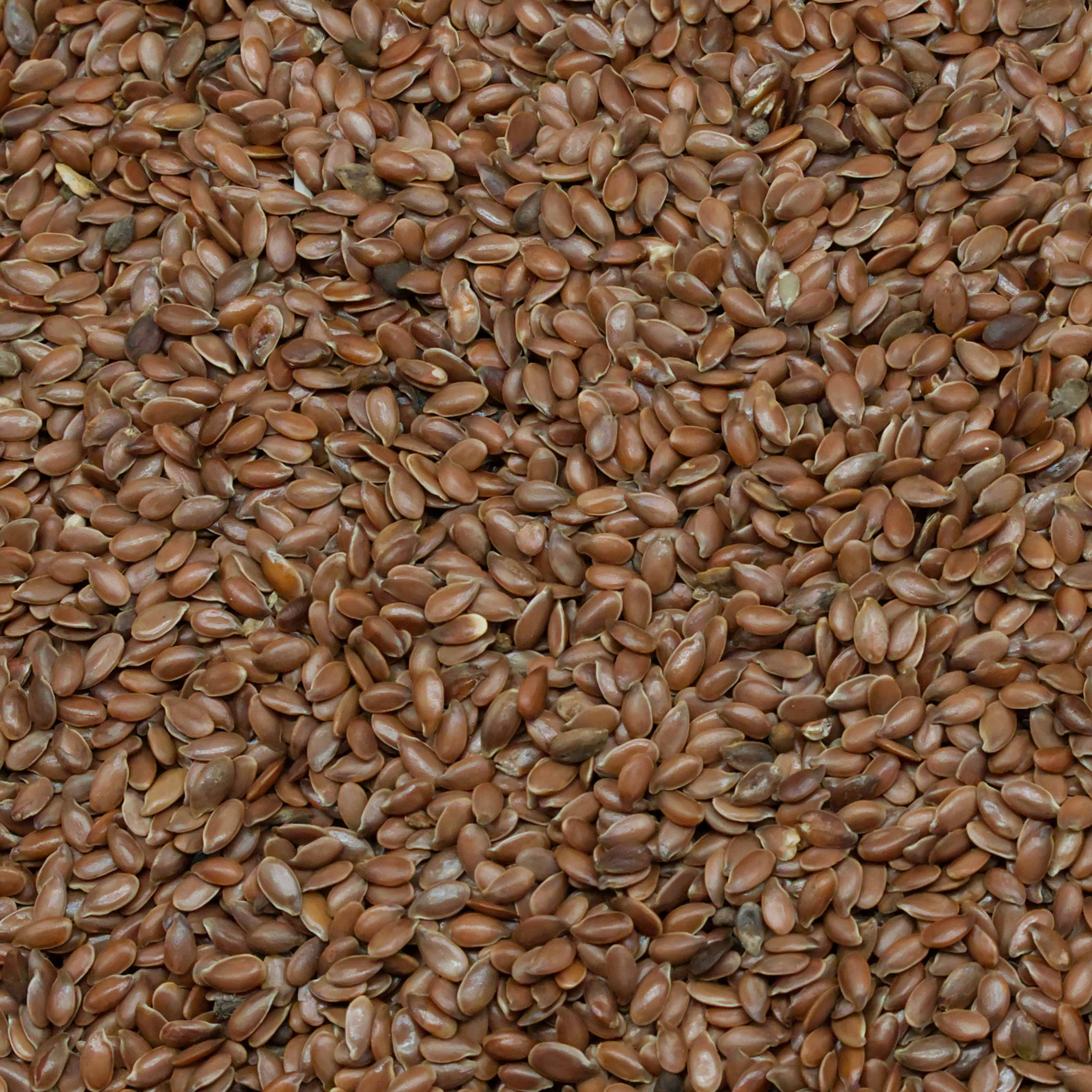 leinsamen-einzelfutter-fuer-voegel-koernerbude1 Leinsamen, braun