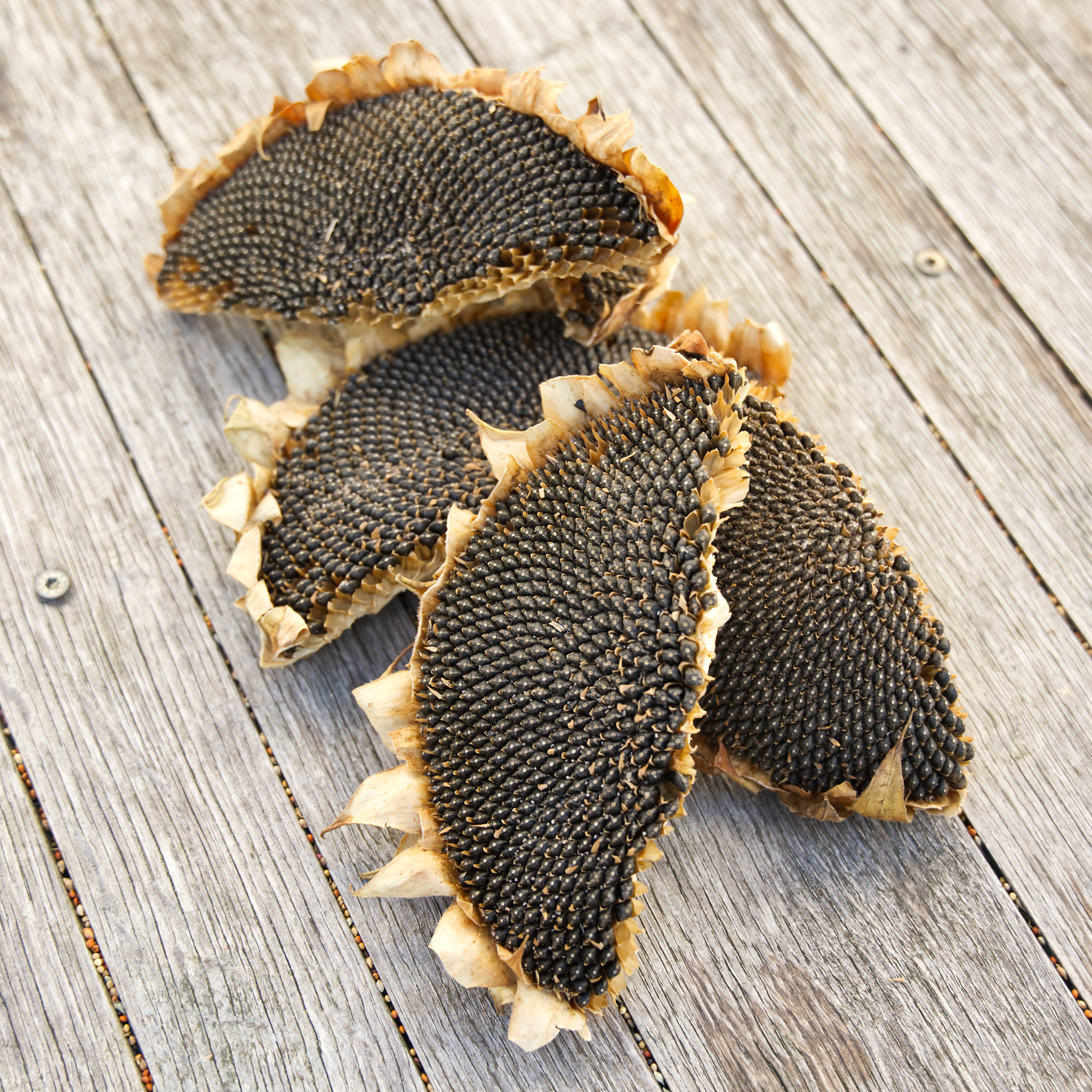 sonnenblumenkoepfe-fuer-nager-und-voegel Sonnenblumenköpfe, halb 200g