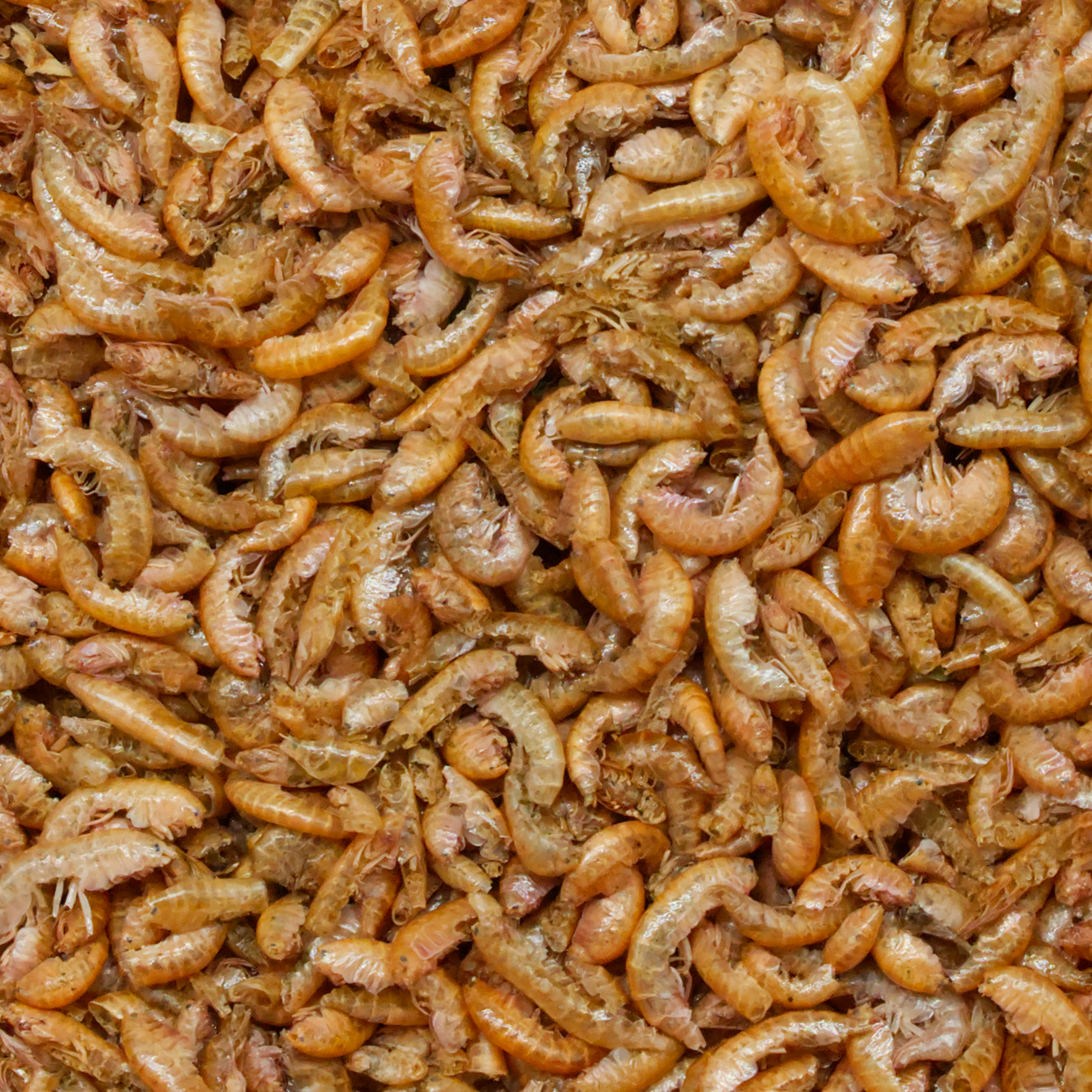 gammarus-einzelfutter-fuer-voegel-koernerbude