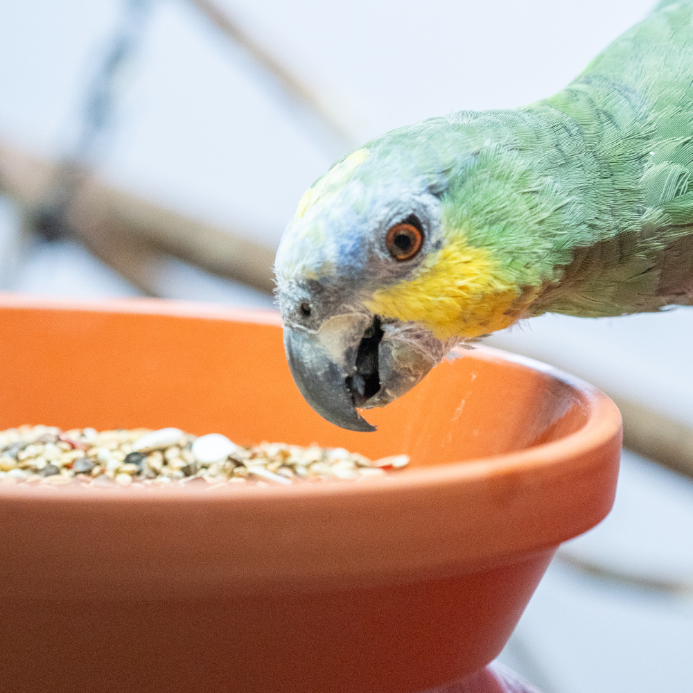 amazonen-spezial-amazonenfutter-1