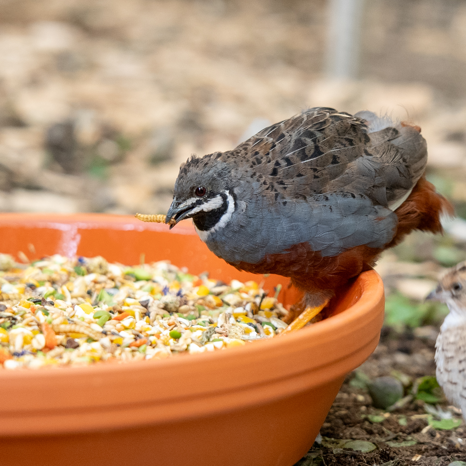 wachtelfutter-wachteltraum-zwergwachtel-futter4