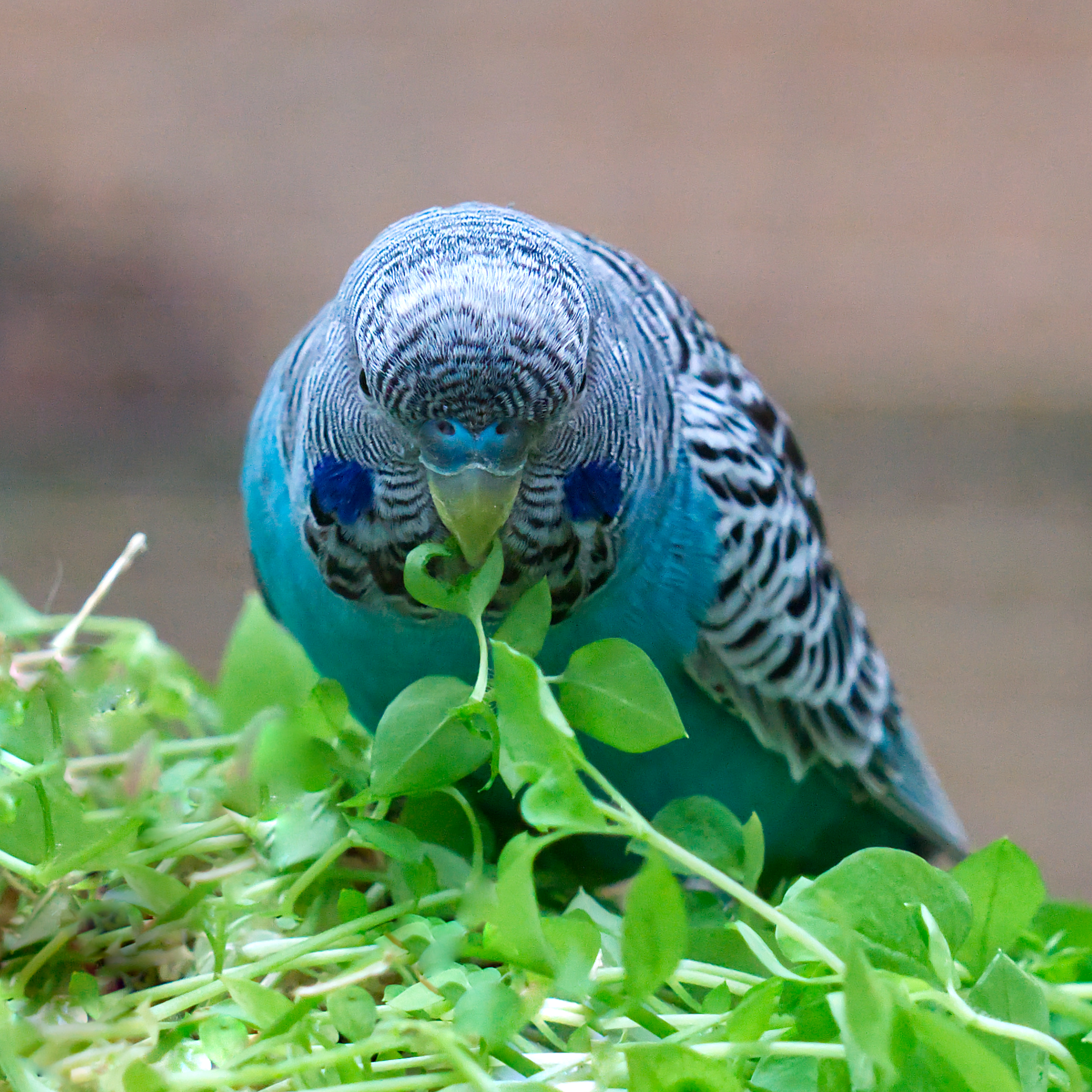 vogelmiere-futterpflanze-fuer-voegel-koernerbude3