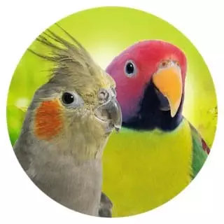 Geeignet-fuer-Grosssittiche