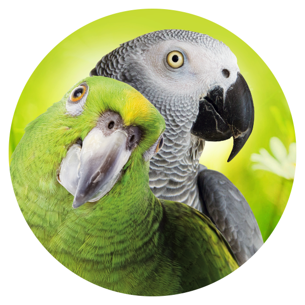 Geeignet_F-r_21_Grosspapageien