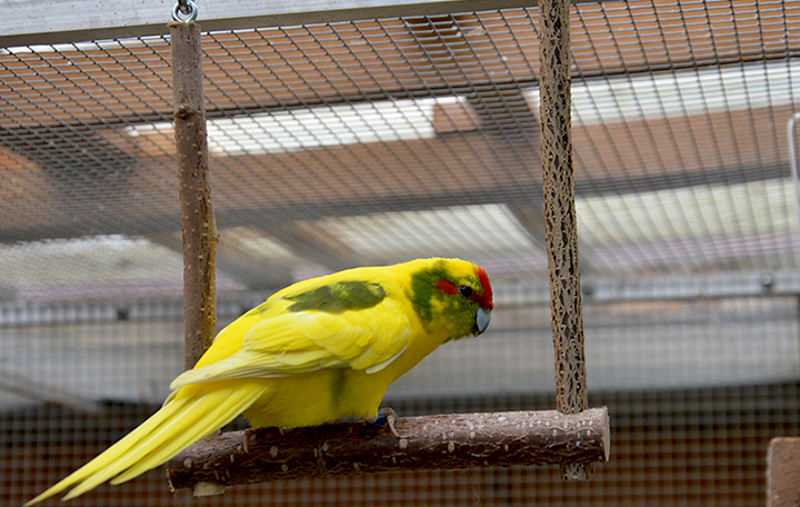 Vogelschaukel 15x15cm