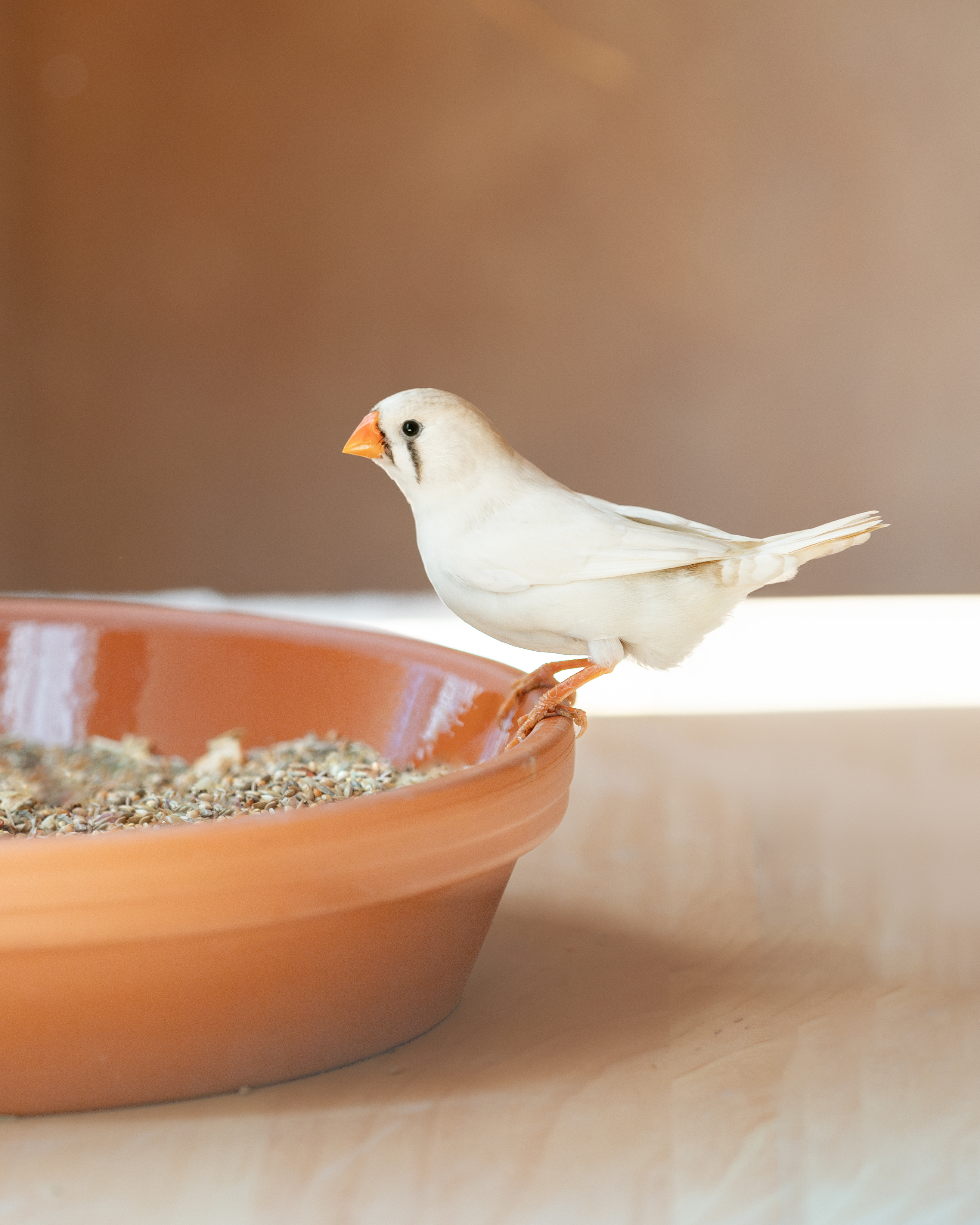 Reis- und Zebrafinken Japanische Mövchen