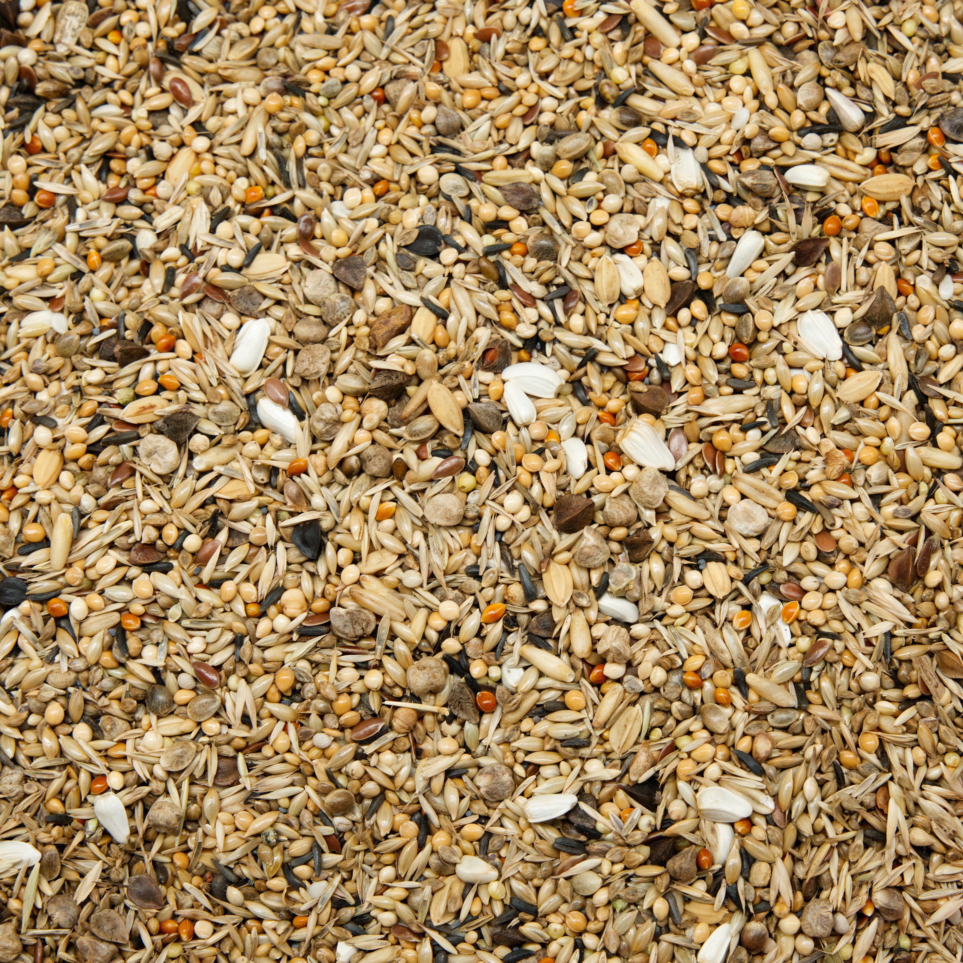 sperlingspapageien_2_sperlingspapageienfutter_koernerbude