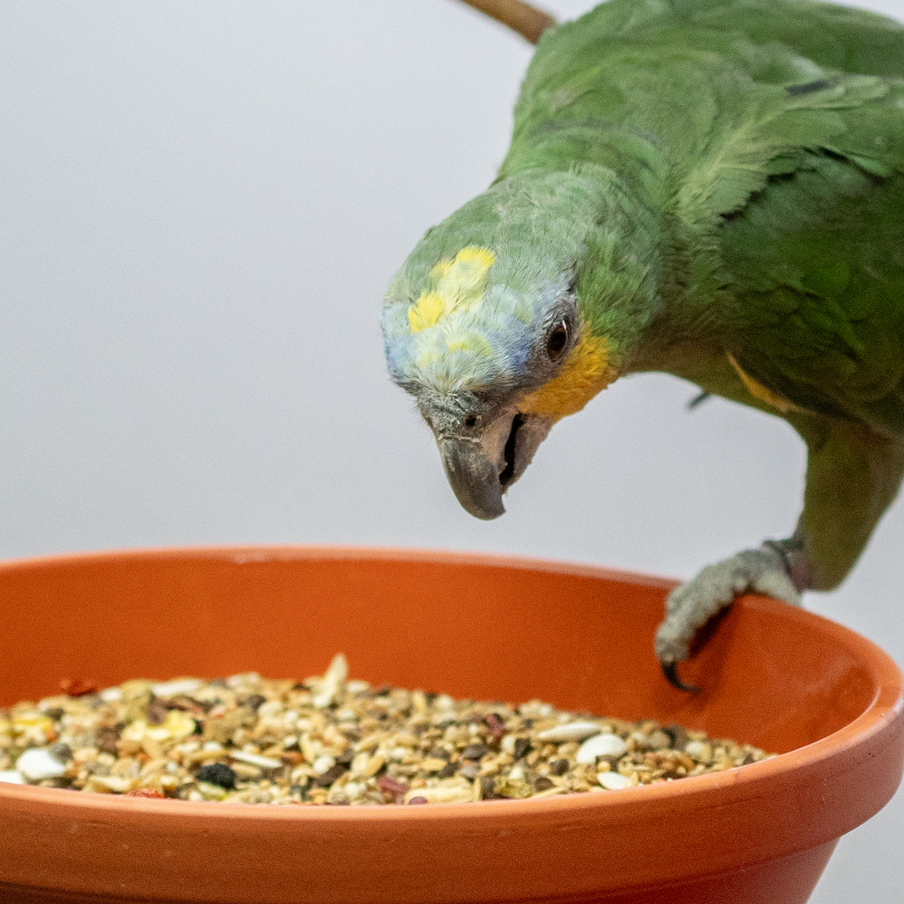 amazonen-spezial-amazonenfutter