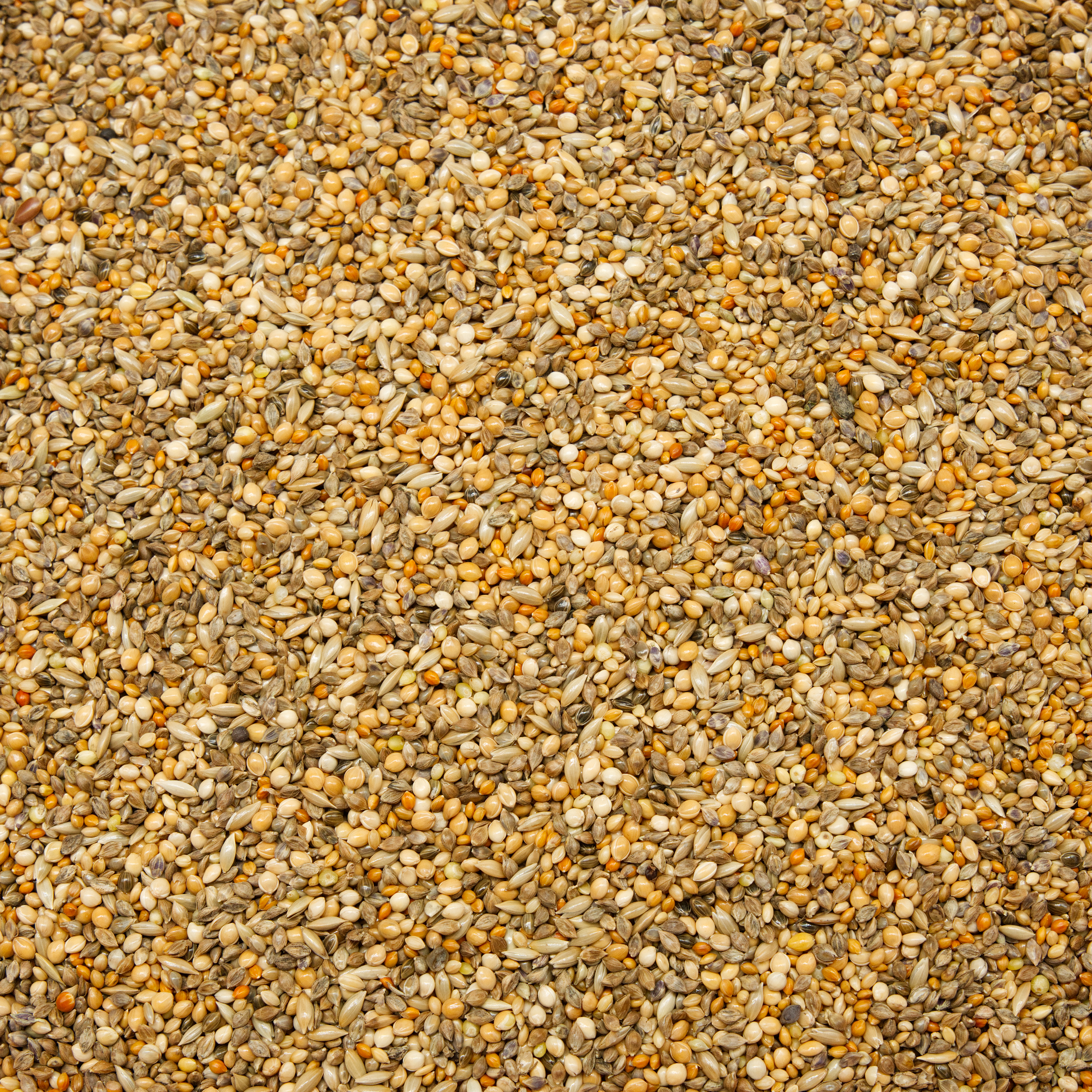 gouldamadinen_ruhemischung_amadinenfutter_koernerbude Gouldamadinen Ruhemischung