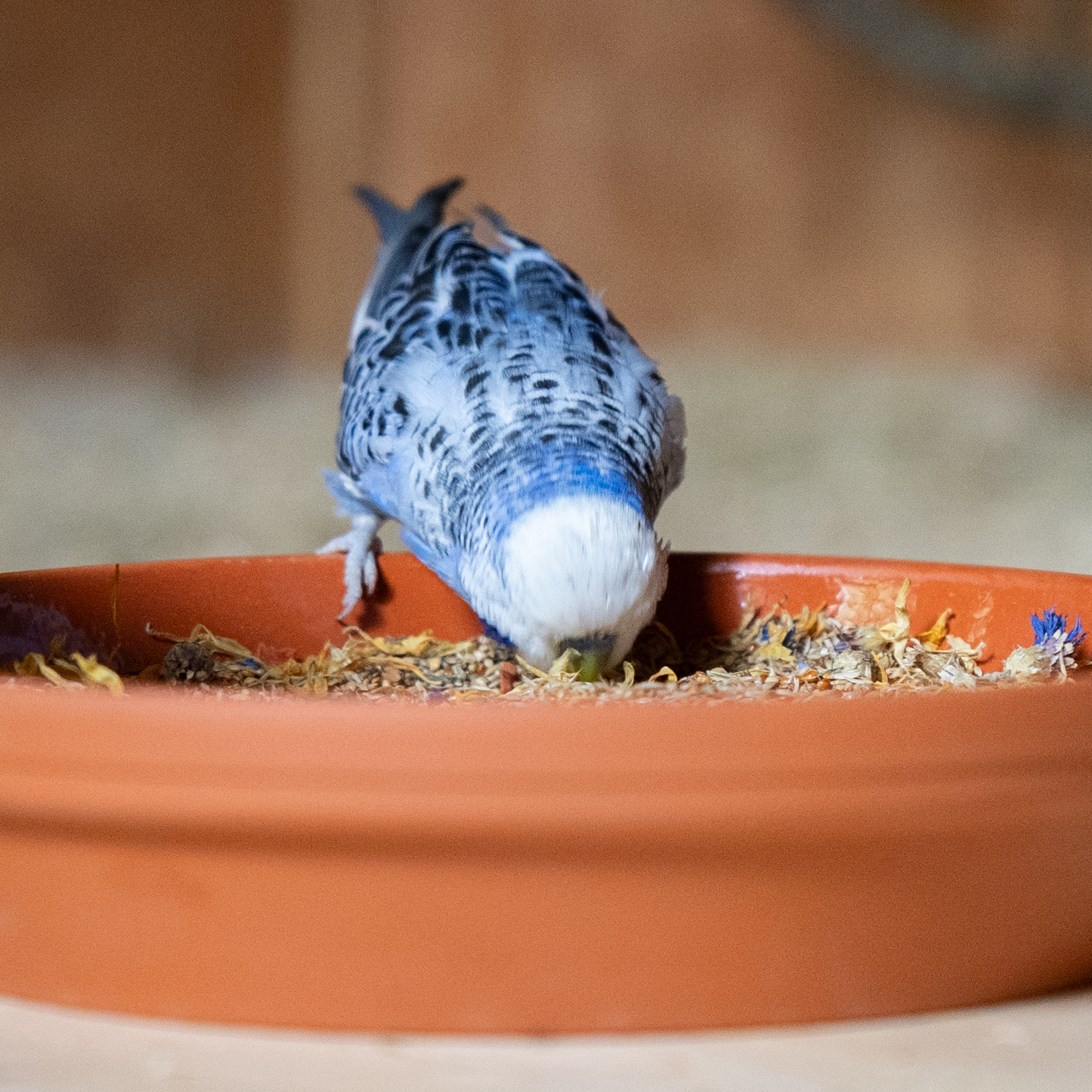 premium_mischung_wellensittichfutter_koernerbude3