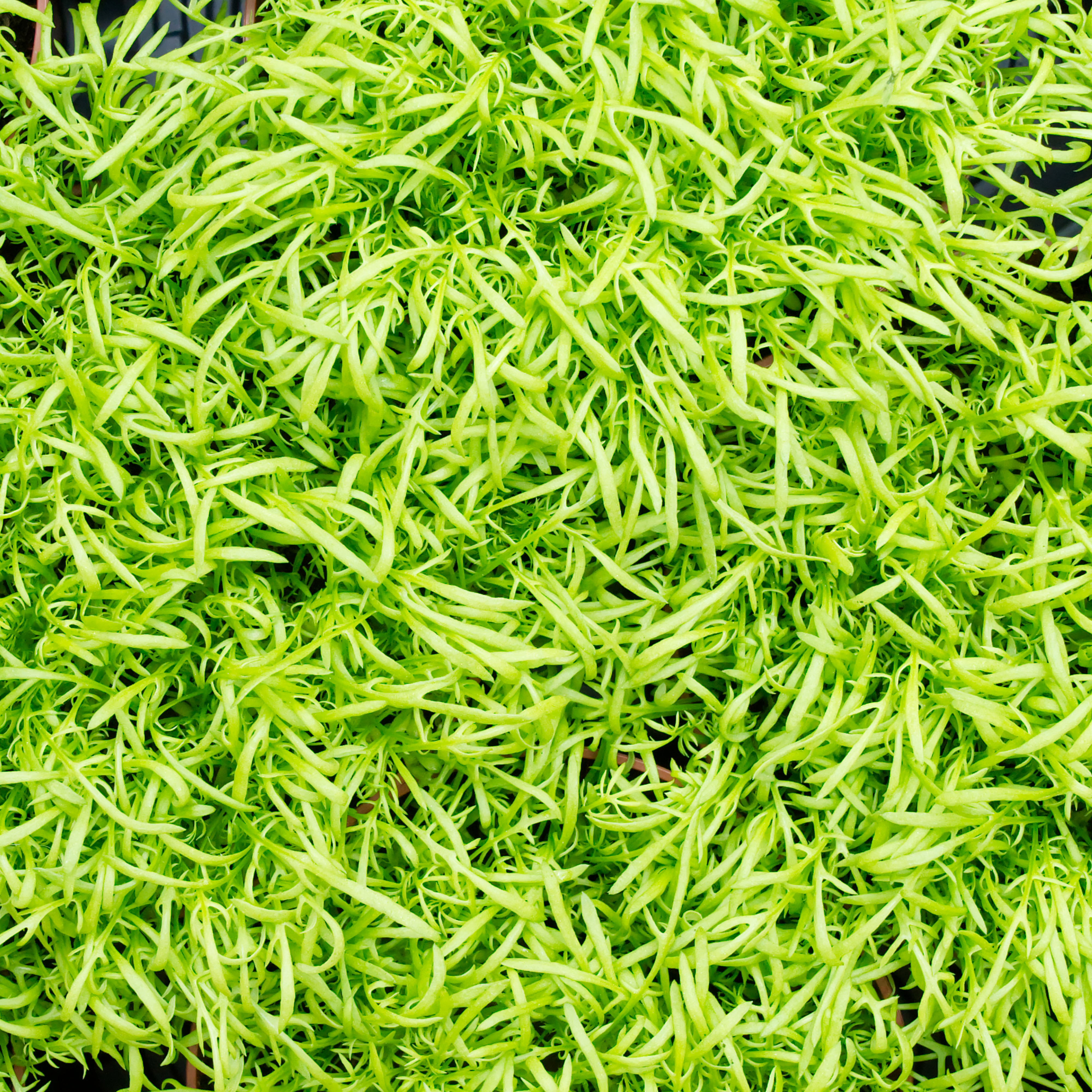 kamille-futterpflanze-fuer-voegel1