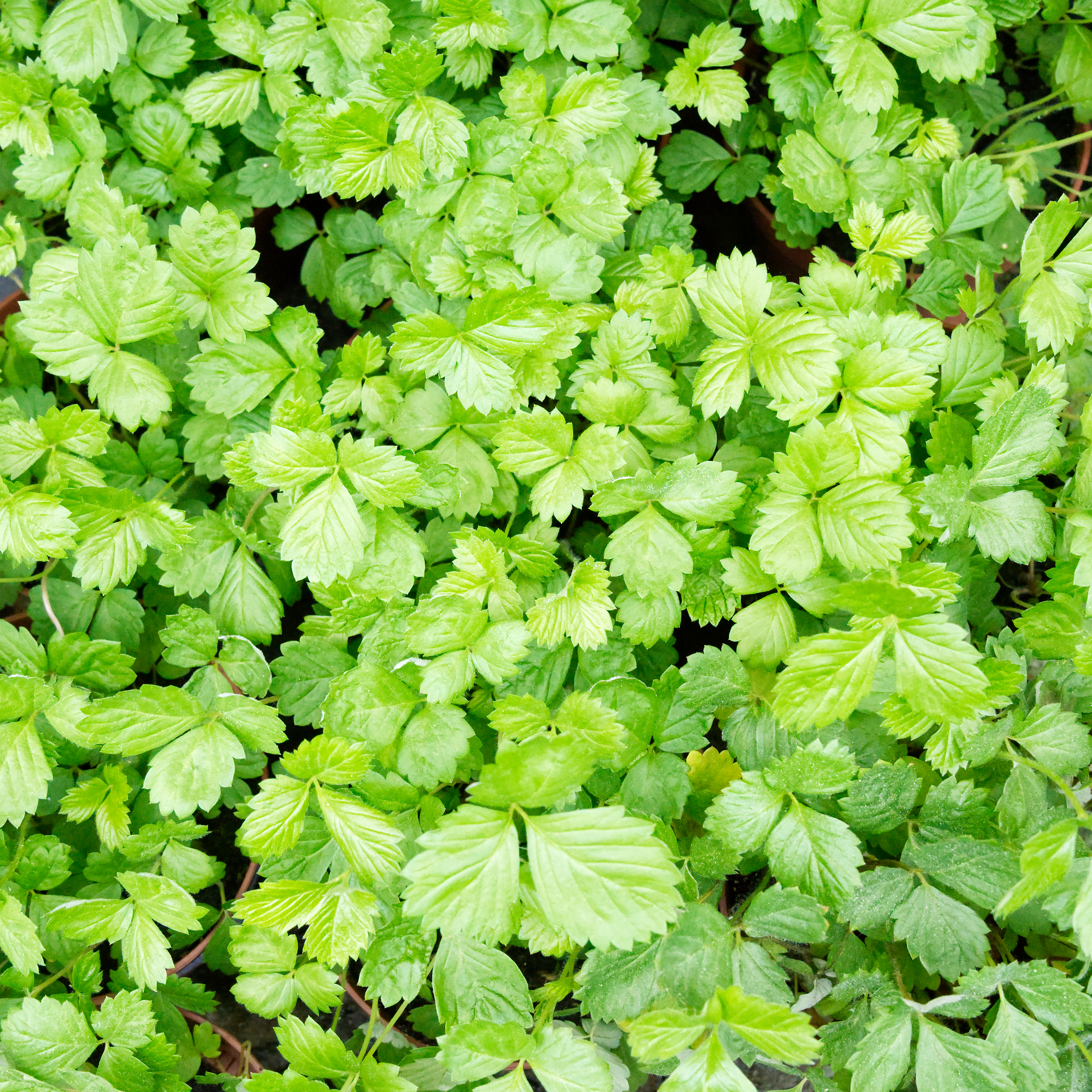 Wald-Erdbeere (Fragaria vesca), naturbelassen