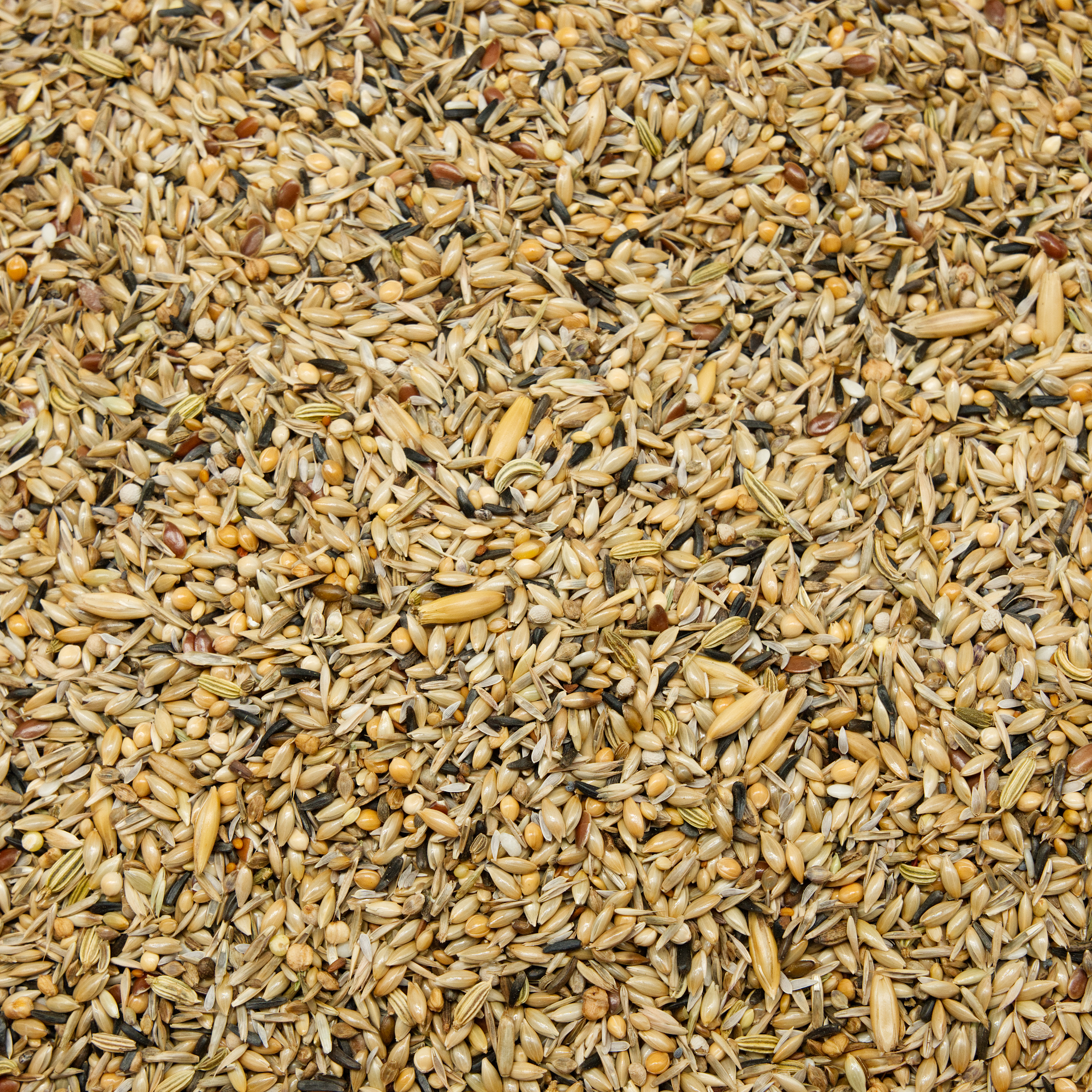 kanarien_I_kanairenfutter_koernerbude