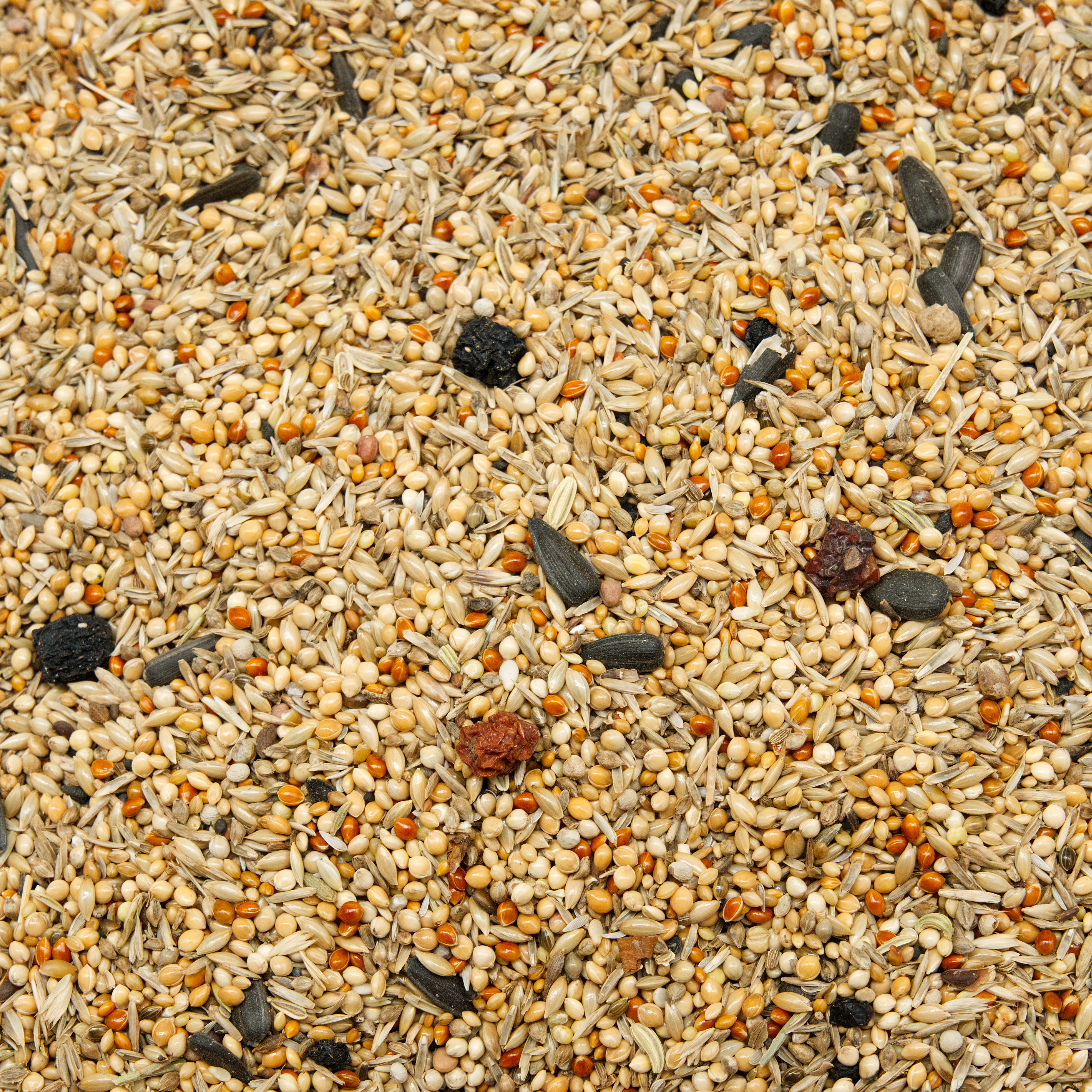 Neophema_natur_neophemafutter_agapornidenfutter_koernerbude Neophema Natur