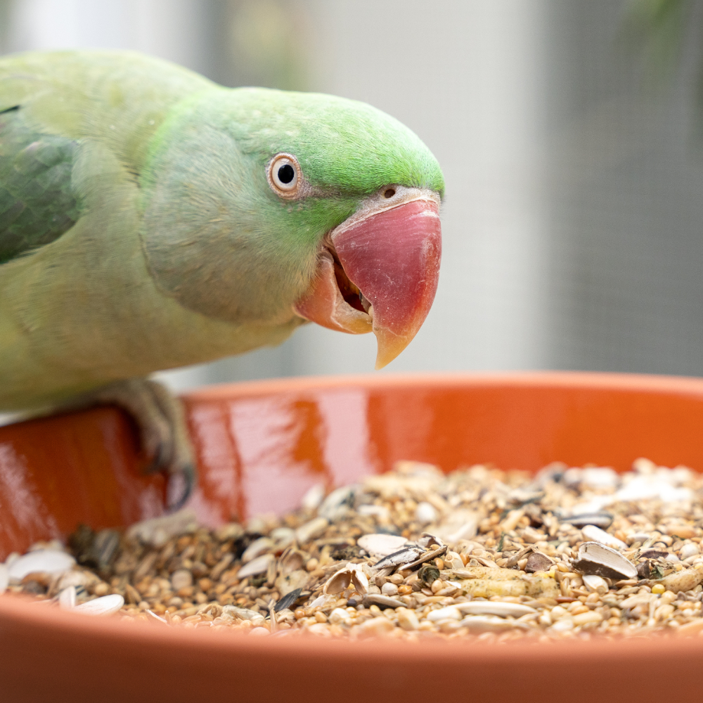 basismischung-halsbandsittiche-halsbandsittichfutter-2