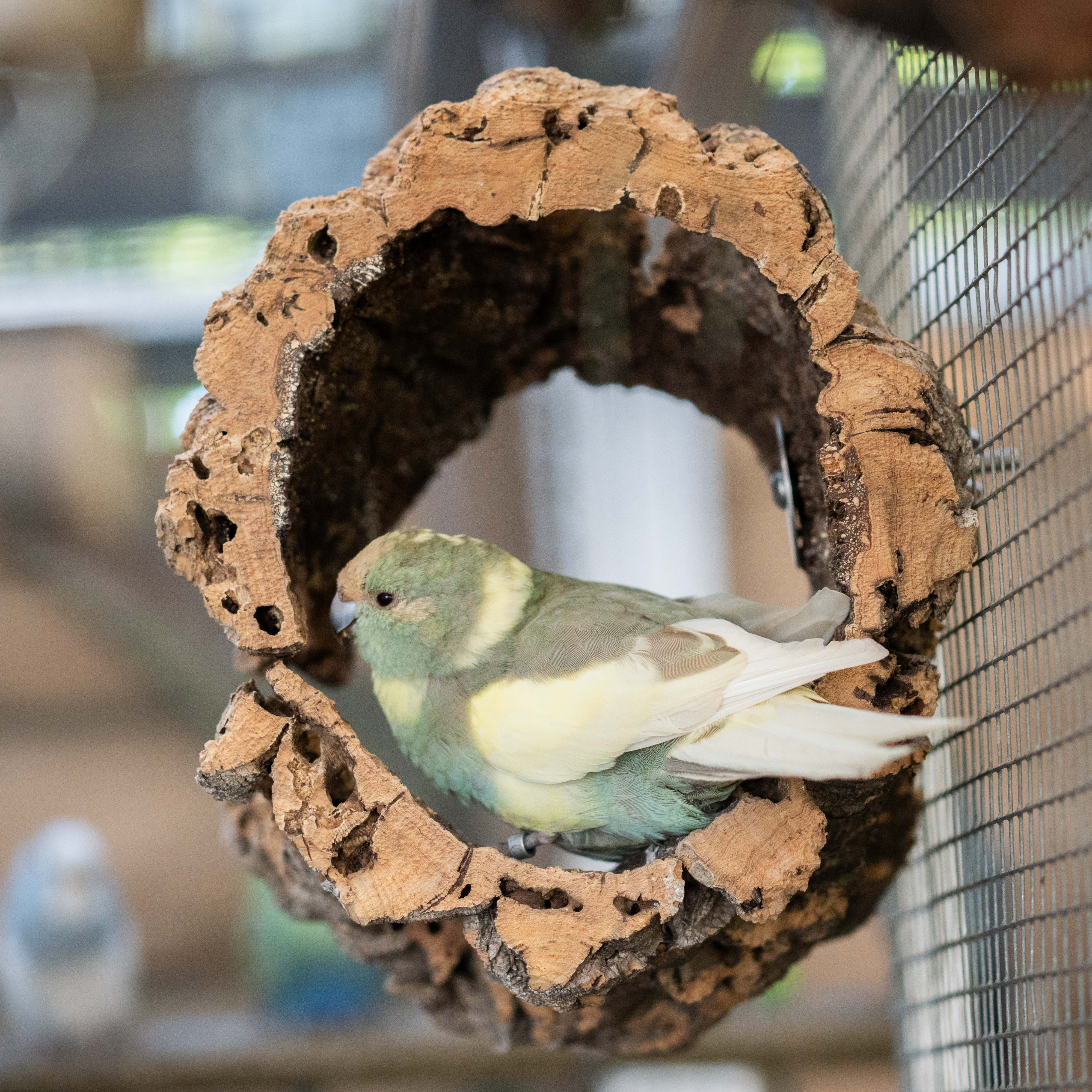 DSC06211SiZNbIBBv5iWv