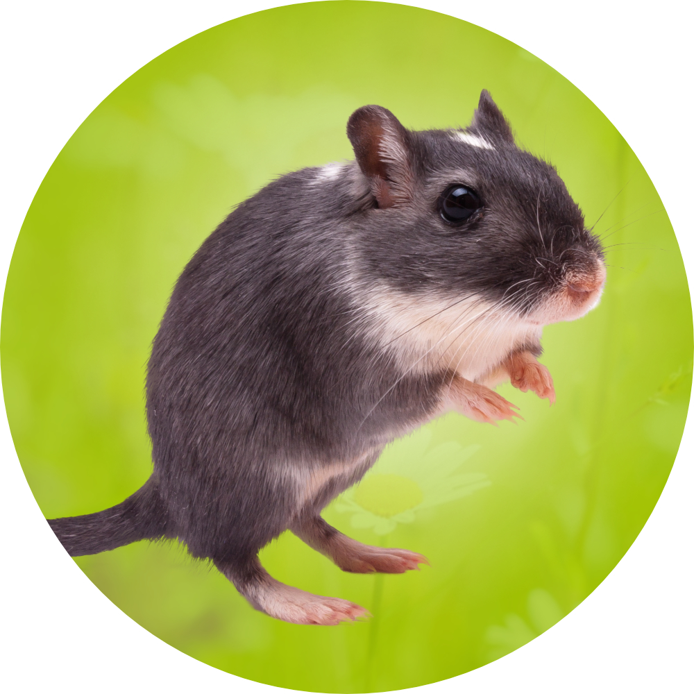 rennmaus_icon