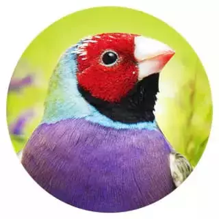 Geeignet-fuer-11-Amadinen