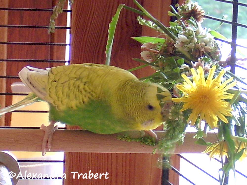 loewenzahn-vogelfutter-pflanzen loewenzahn-vogelfutter-pflanzen