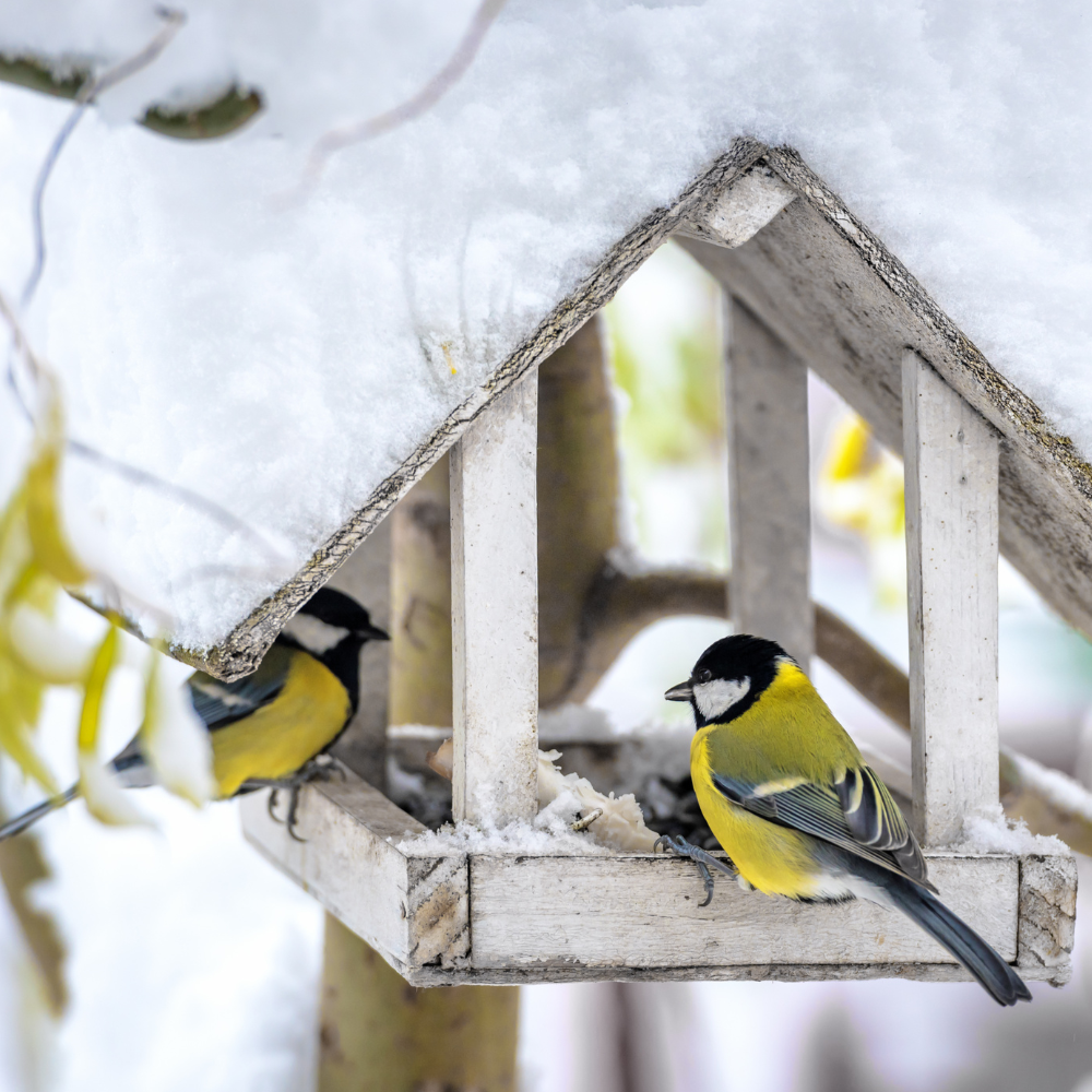 koernerbude-mythen-rund-ums-vogelfutter