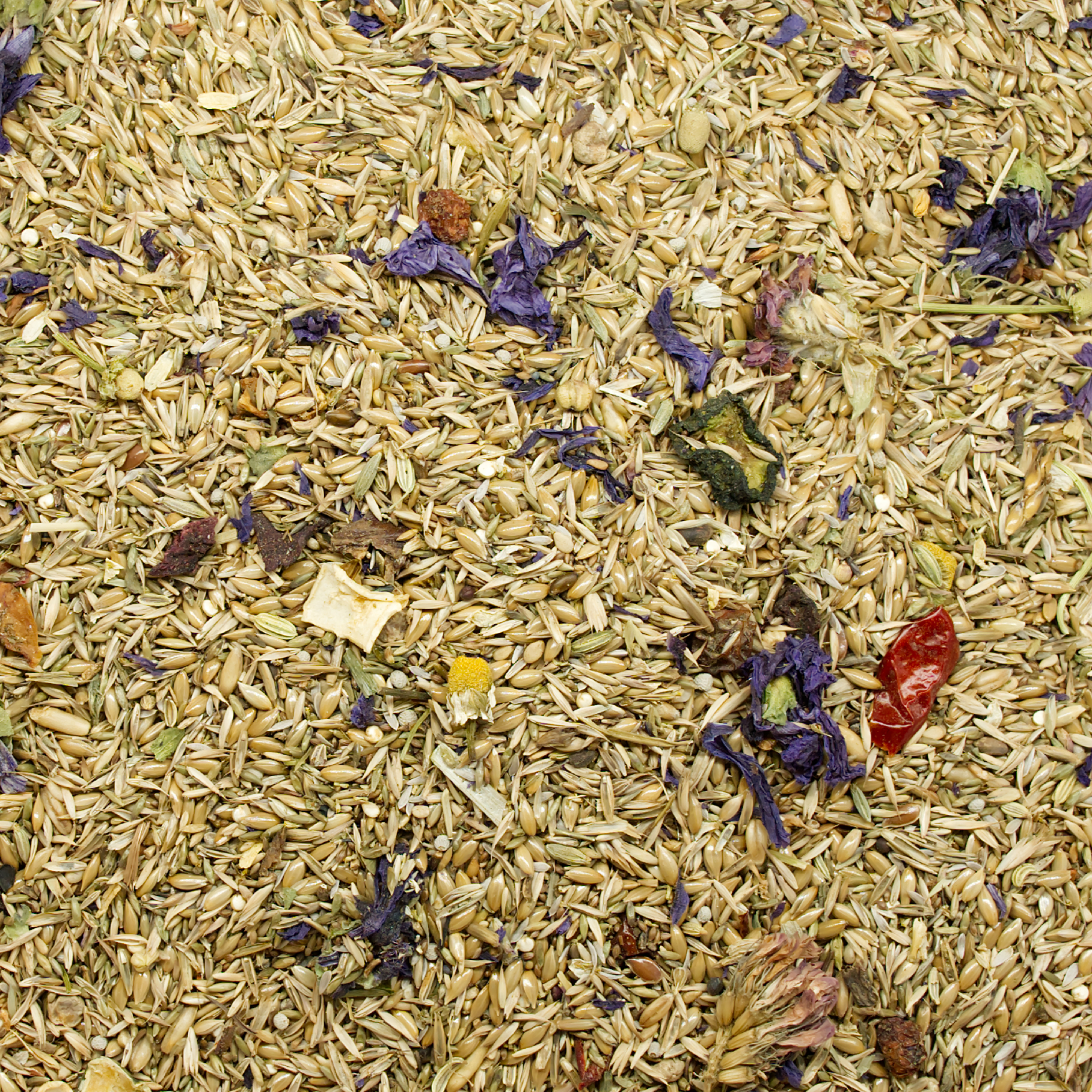 koernerbude_hirsefrei_futter_wellensittich_allergien_koernerbude Körnerbude Hirsefrei