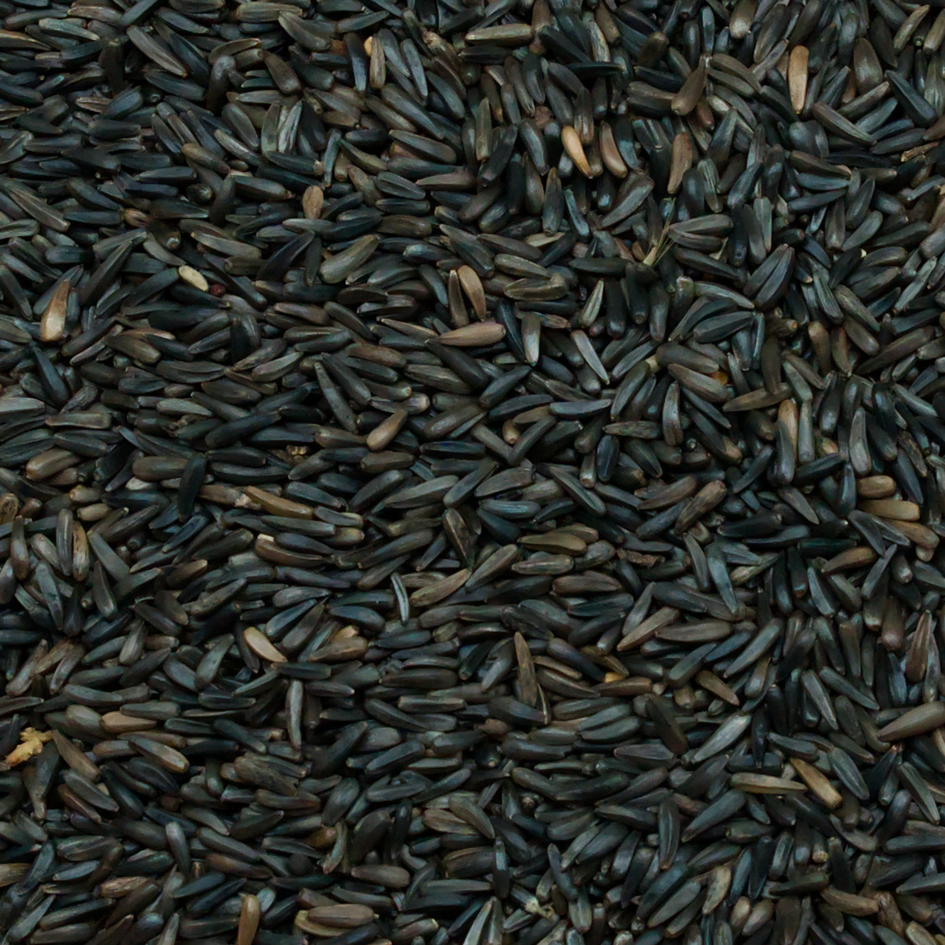 Nigersaat, keimfähig