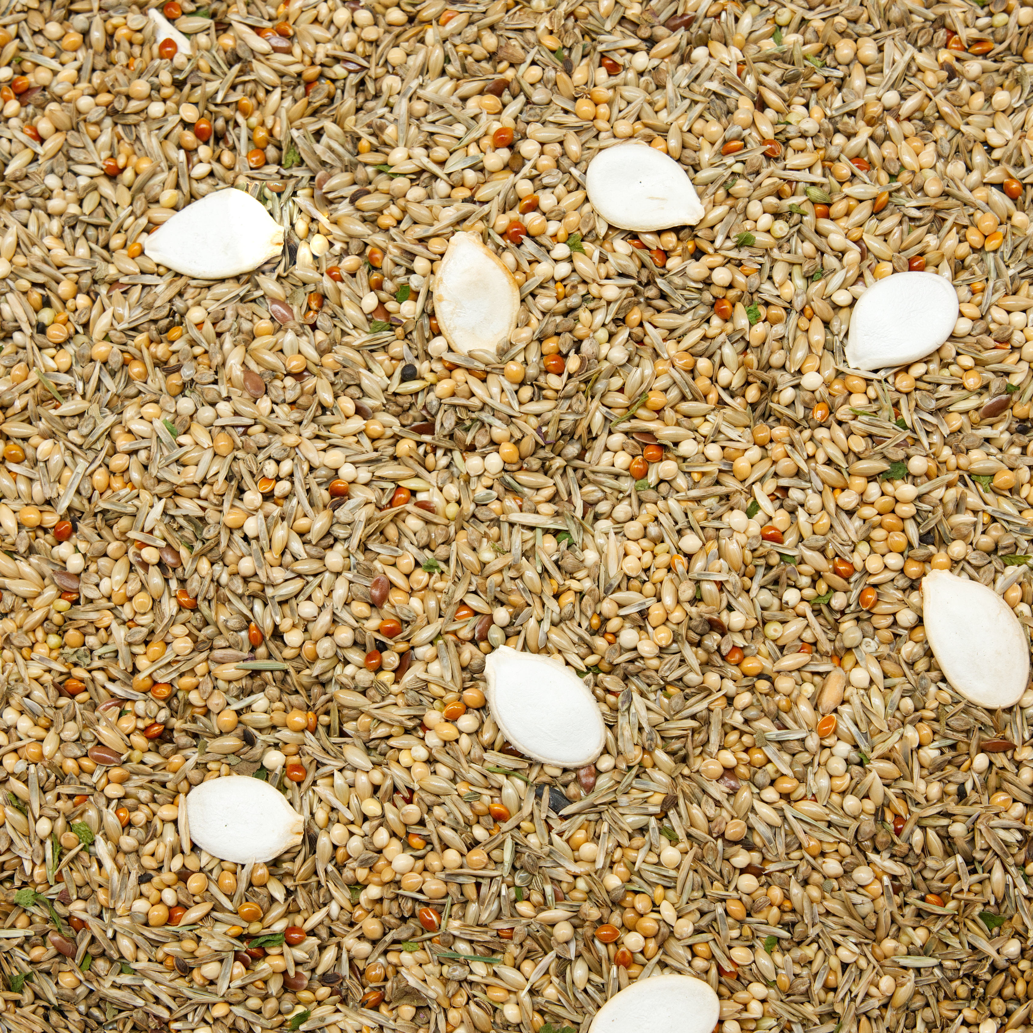 Morgen-Müsli Großsittiche