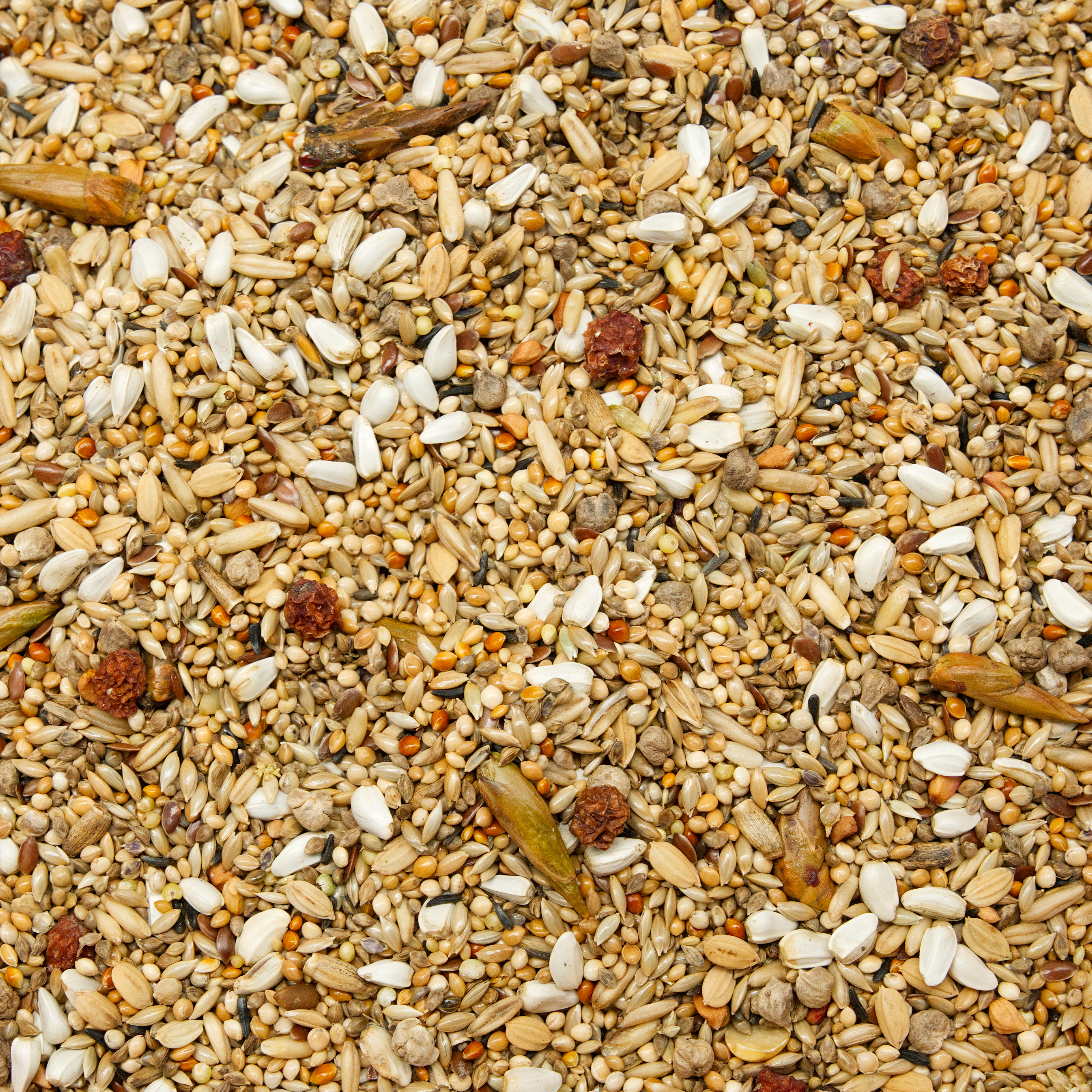 nymphys_traum_koernerbude_nymphensittichfutter