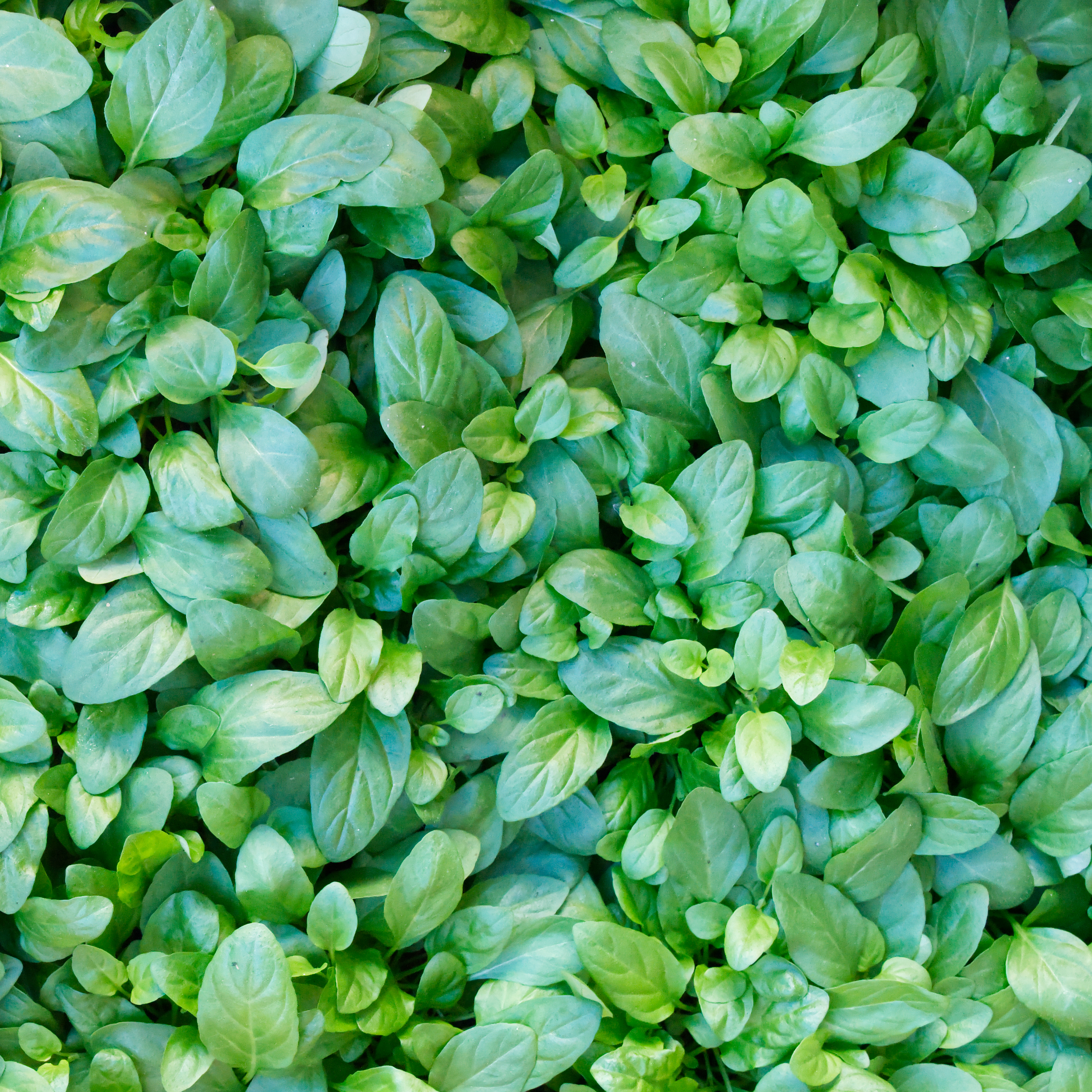 braunelle-futterpflanze-fuer-voegel1