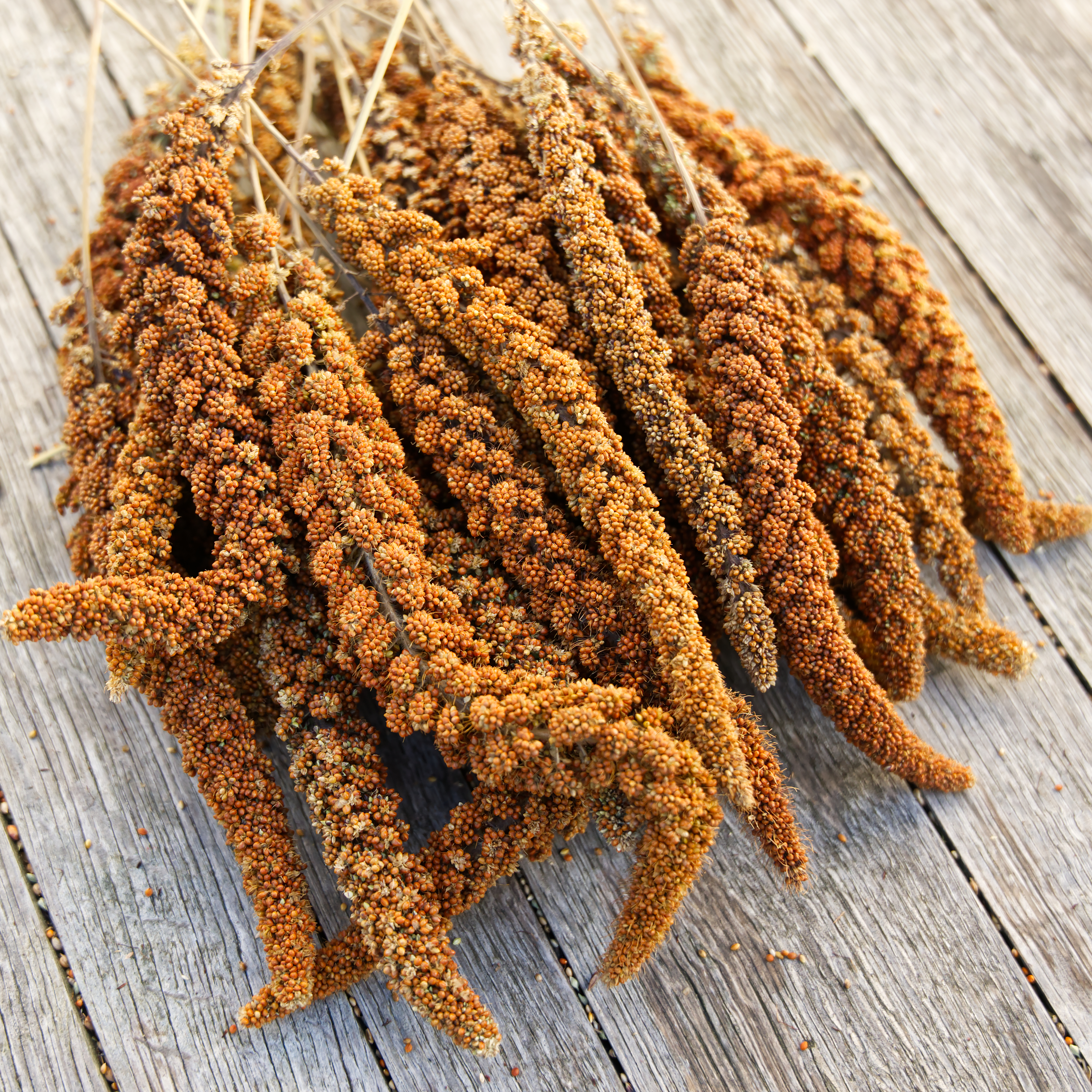 kolbenhirse-deutsch-rot-fuer-voegel Kolbenhirse, deutsch rot