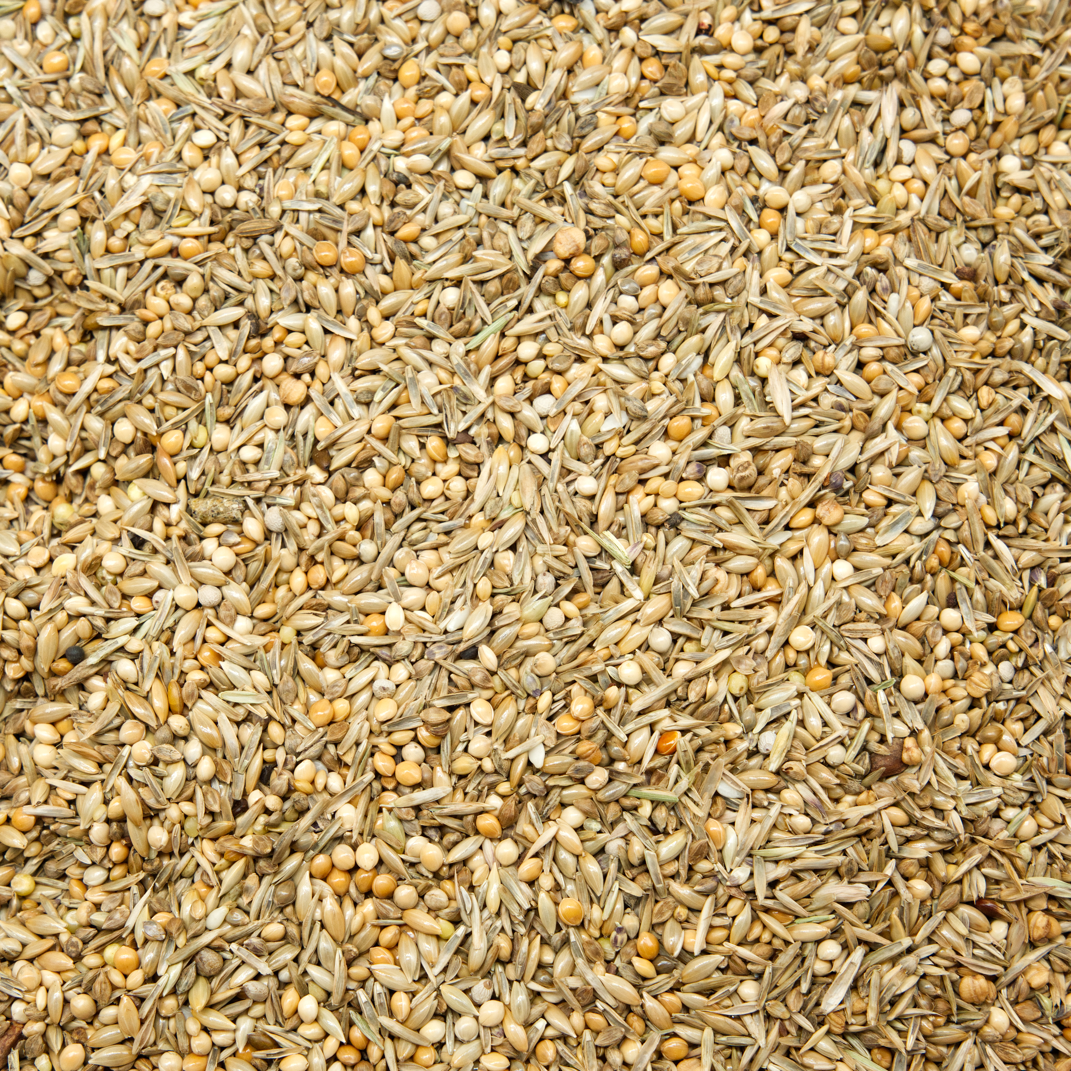 mischung_wildsamen_wellensittichfutter_koernerbude