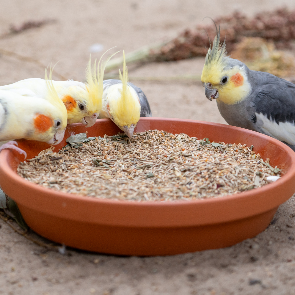 nymphensittich-australien-nymphensitttichfutter