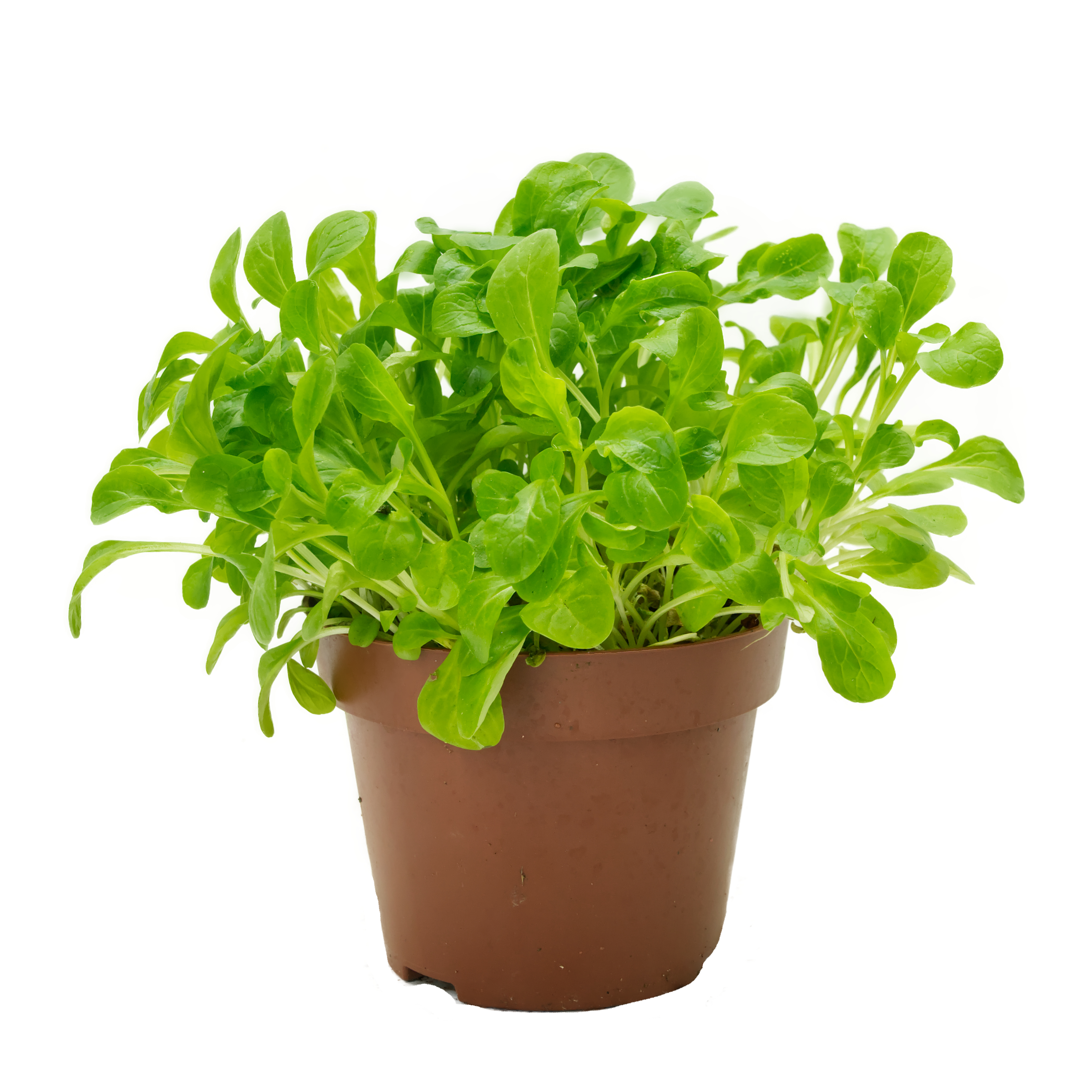 feldsalat-futterpflanze-fuer-voegel-unbehandelt-koernerbude1 Feldsalat, naturbelassen