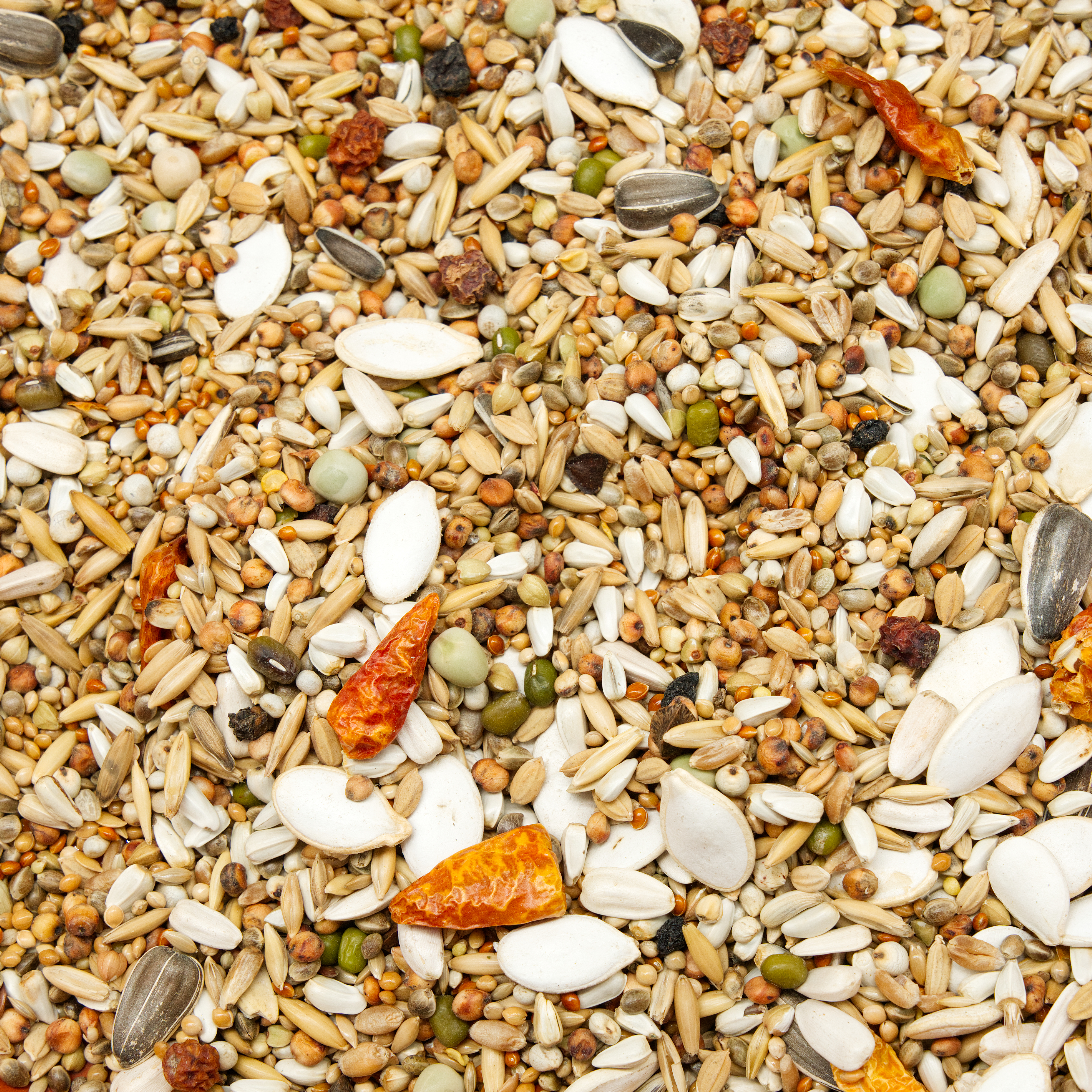 Rotsteißpapageien Spezial