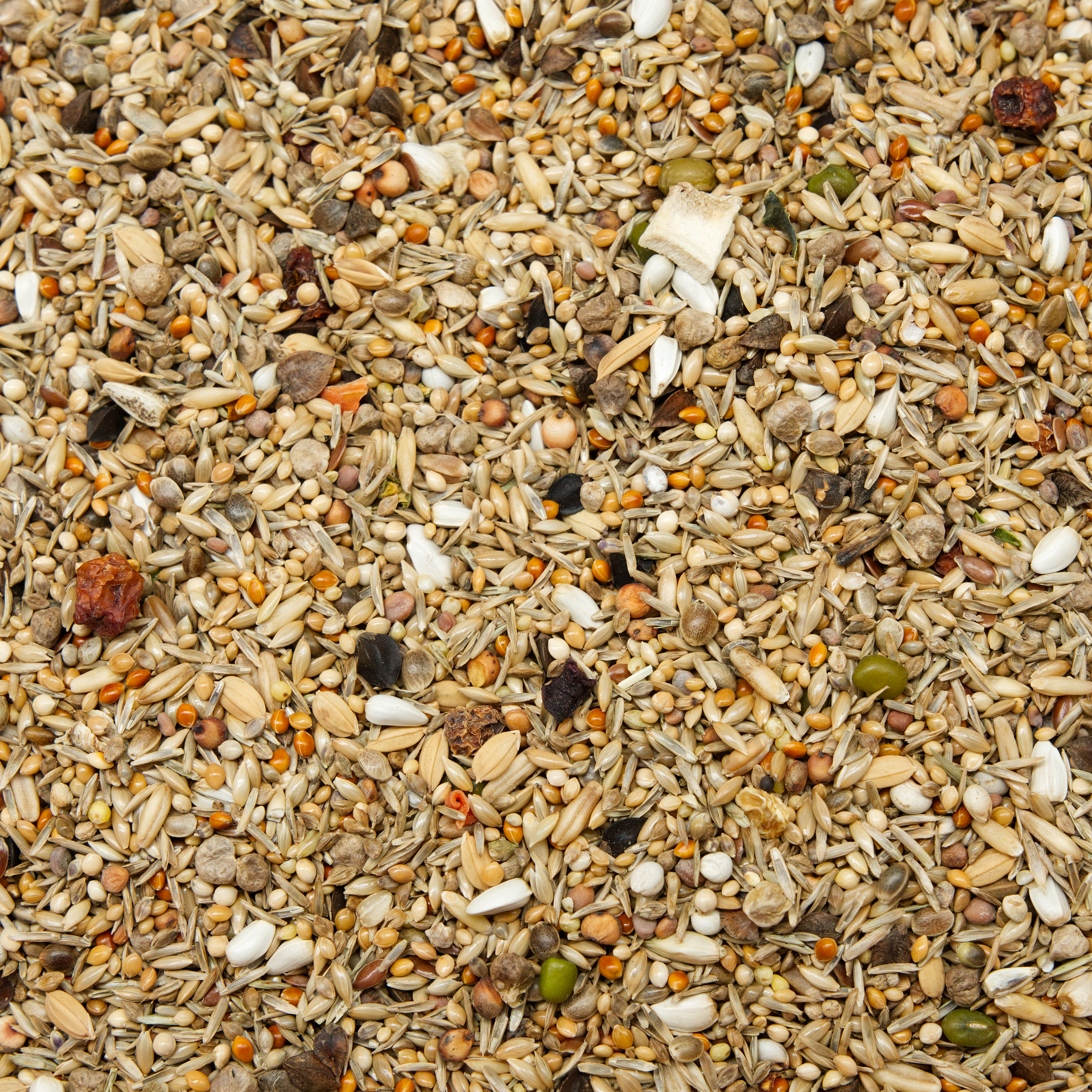 Großsittich Spezial ohne Sonnenblumen