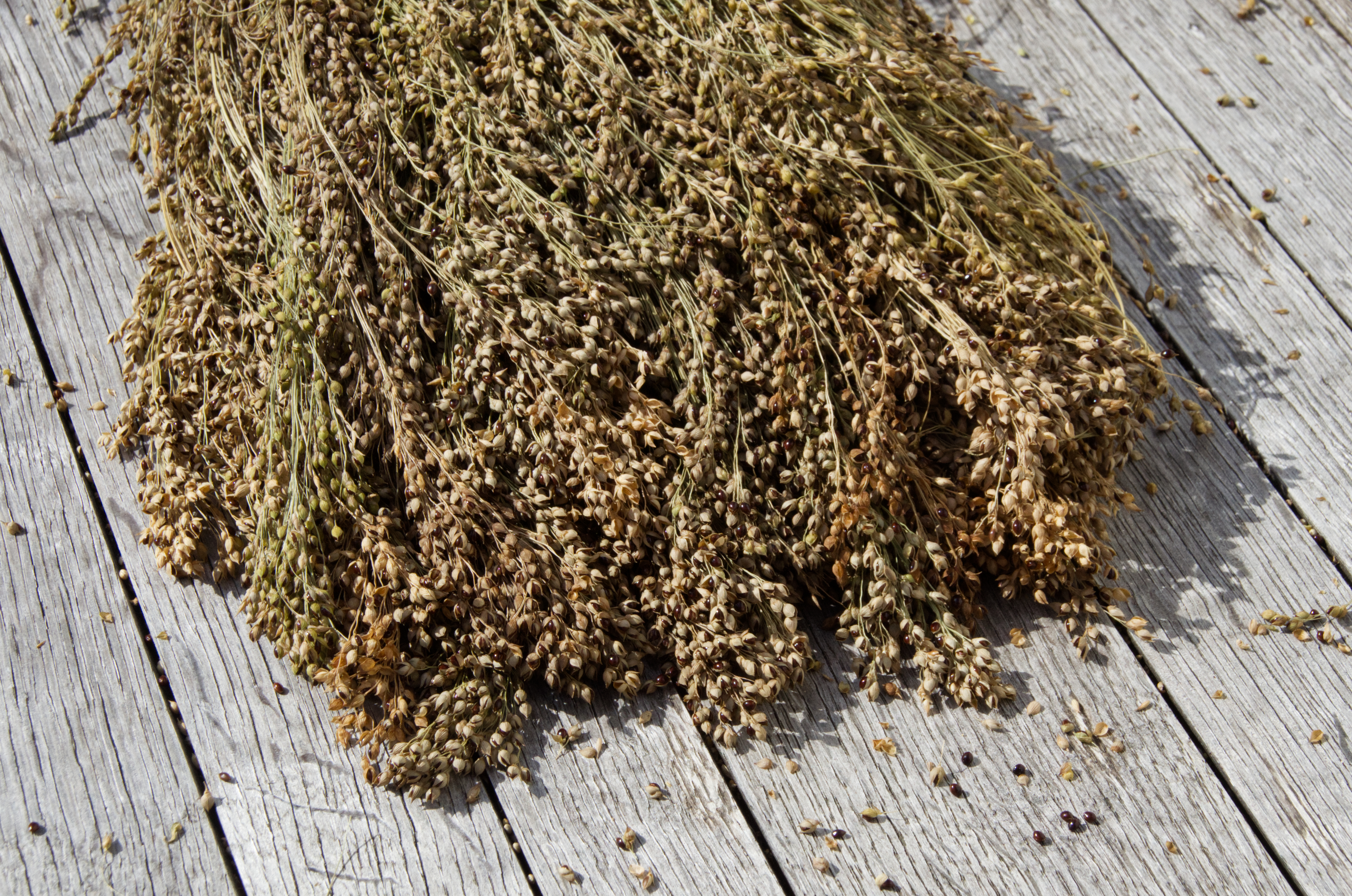 schwarzerispe Rispenhirse, deutsch schwarzkörnig