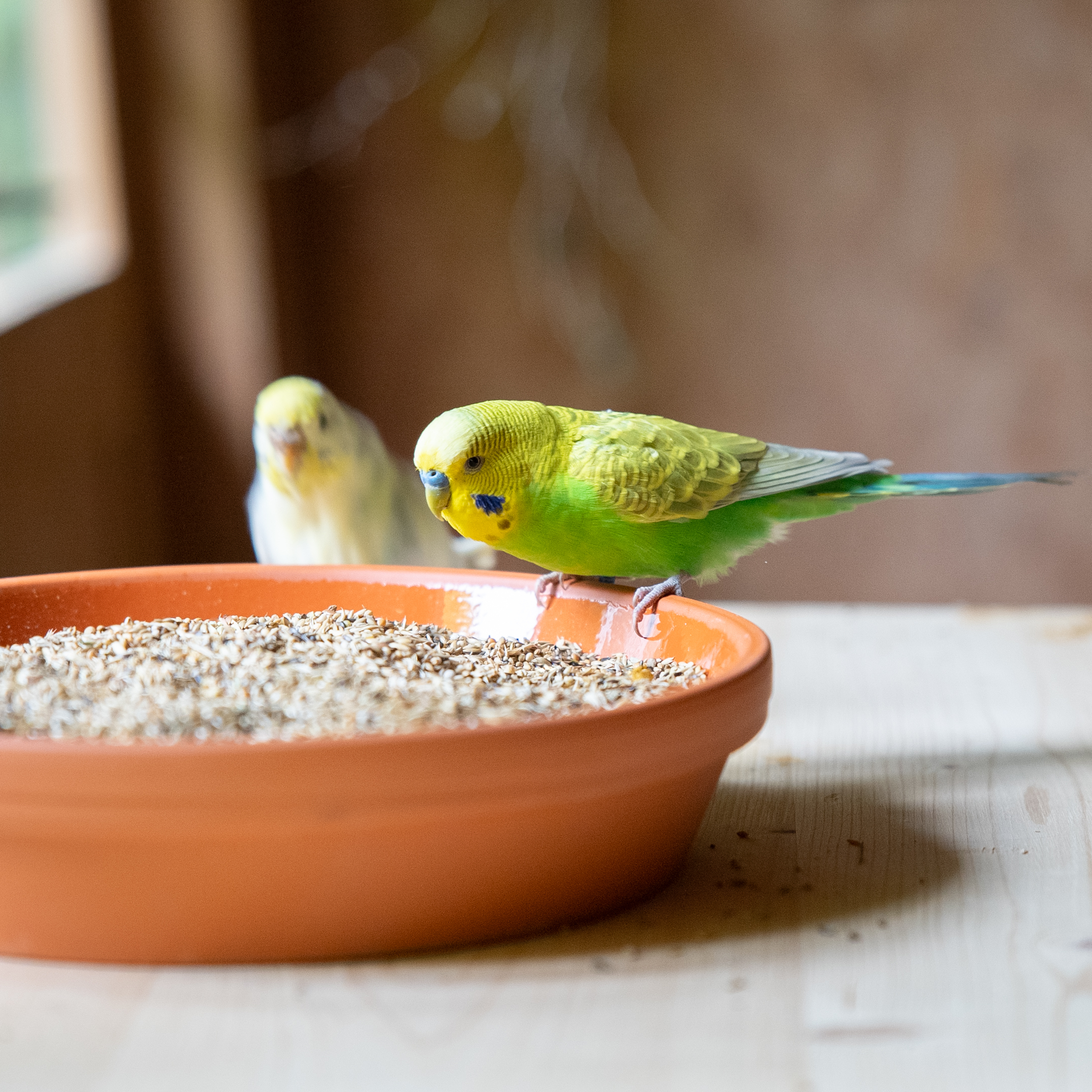Schnupper-Menü Wellensittiche Innenhaltung