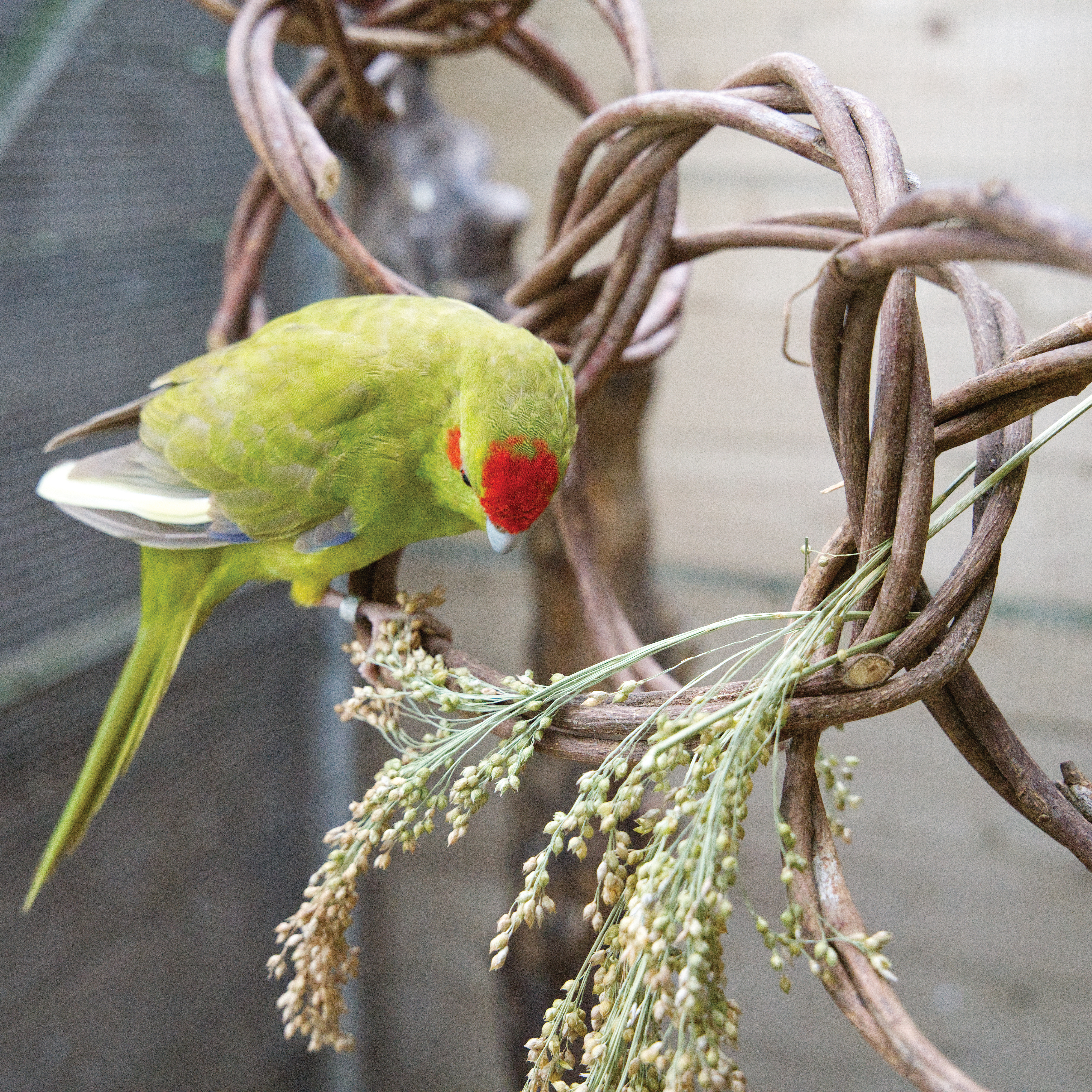 ringschaukel-100cm-fuer-sittiche-voegel-wellensittich-nymphensittich-koernerbudeeer0qIJAEeMty